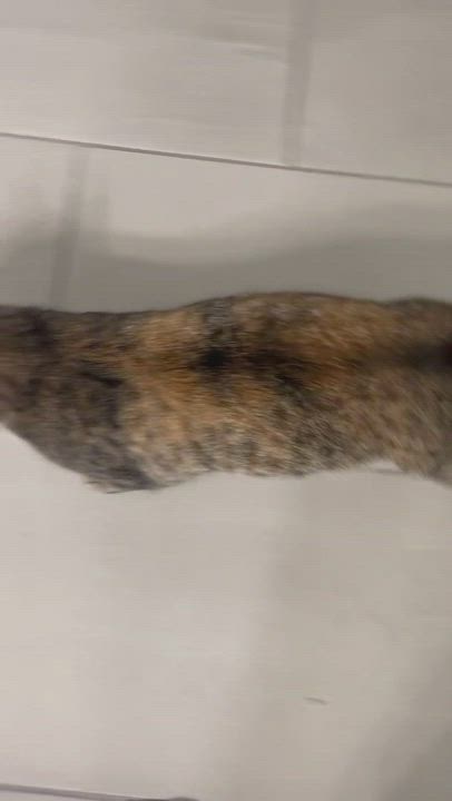 Enlarge Angel, a Adoptable mixed breed in Carlisle, PA video 4/4