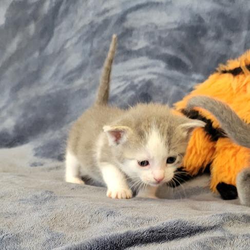 Helen, Adoptable, Kitten Female Domestic Short Hair.