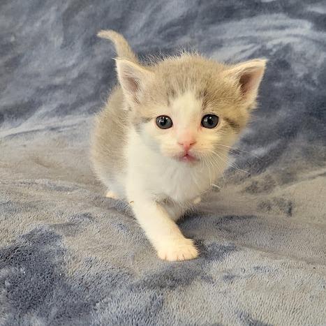 Helen, a Adoptable Domestic Short Hair in Grand Island, NE image 2/3