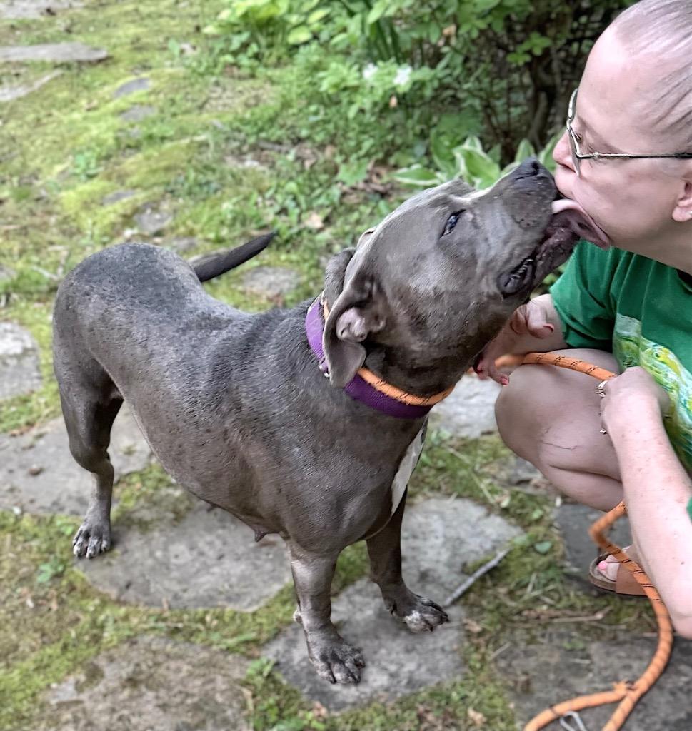 Enlarge Marvel, a Adoptable mixed breed in Princeton, MA image 1/6
