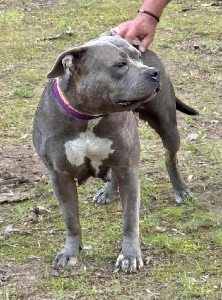 Marvel, a Adoptable mixed breed in Princeton, MA image 1/6