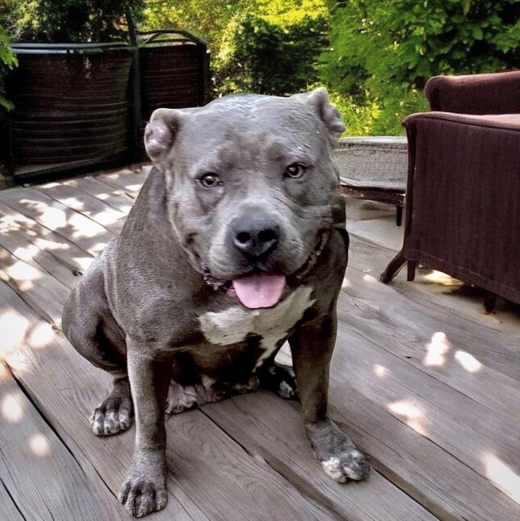 Marvel, a Adoptable mixed breed in Princeton, MA image 2/6