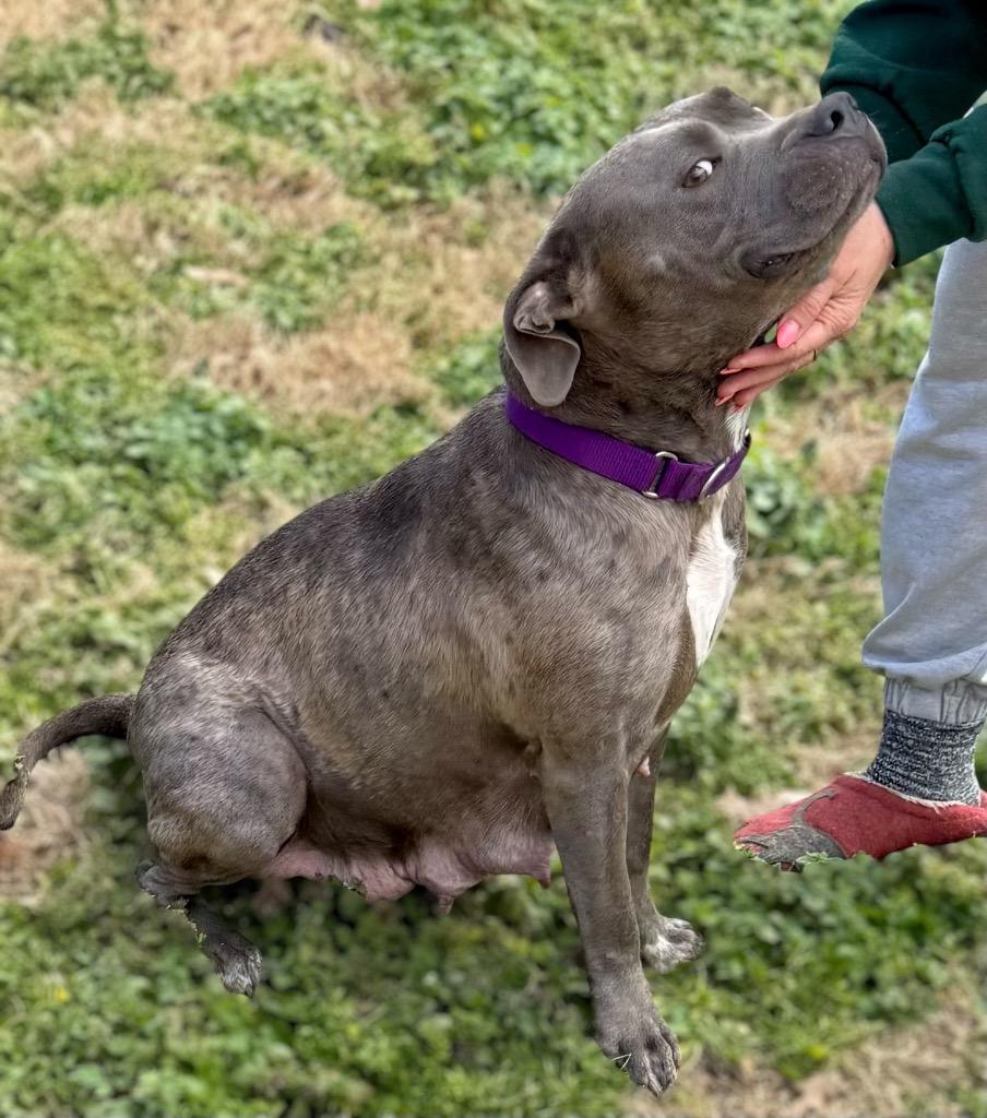 Marvel, a Adoptable mixed breed in Princeton, MA image 3/6