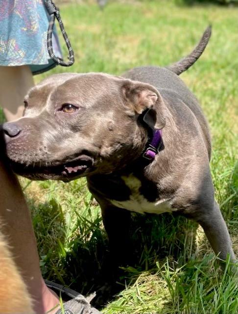 Marvel, a Adoptable mixed breed in Princeton, MA image 4/6