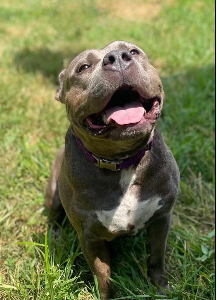 Marvel, a Adoptable mixed breed in Princeton, MA image 6/6