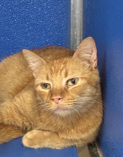 Enlarge Dolokhov, a Adoptable mixed breed in Picayune, MS image 1/3