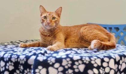 Enlarge Dolokhov, a Adoptable mixed breed in Picayune, MS image 2/3