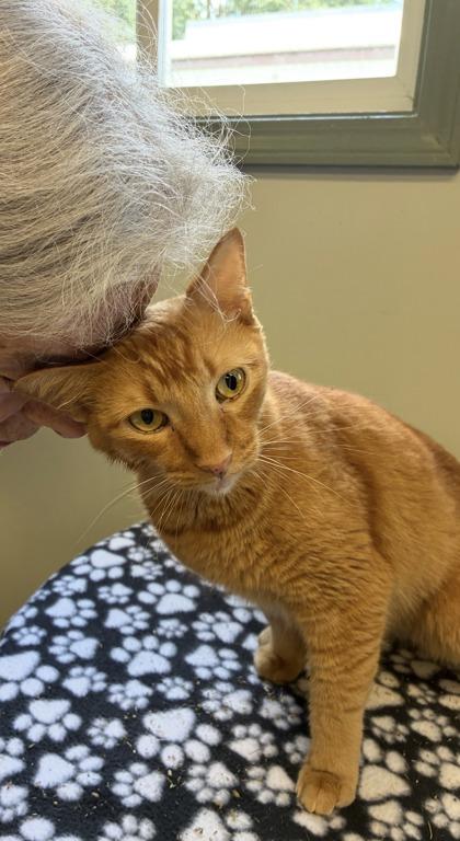Enlarge Dolokhov, a Adoptable mixed breed in Picayune, MS image 3/3