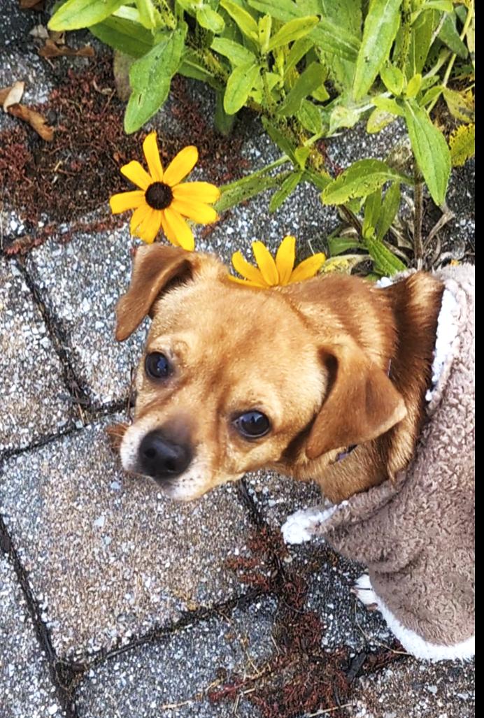 Enlarge Scout  (Cross-Post), an adopted mixed breed in Pelham, NH image 1/6