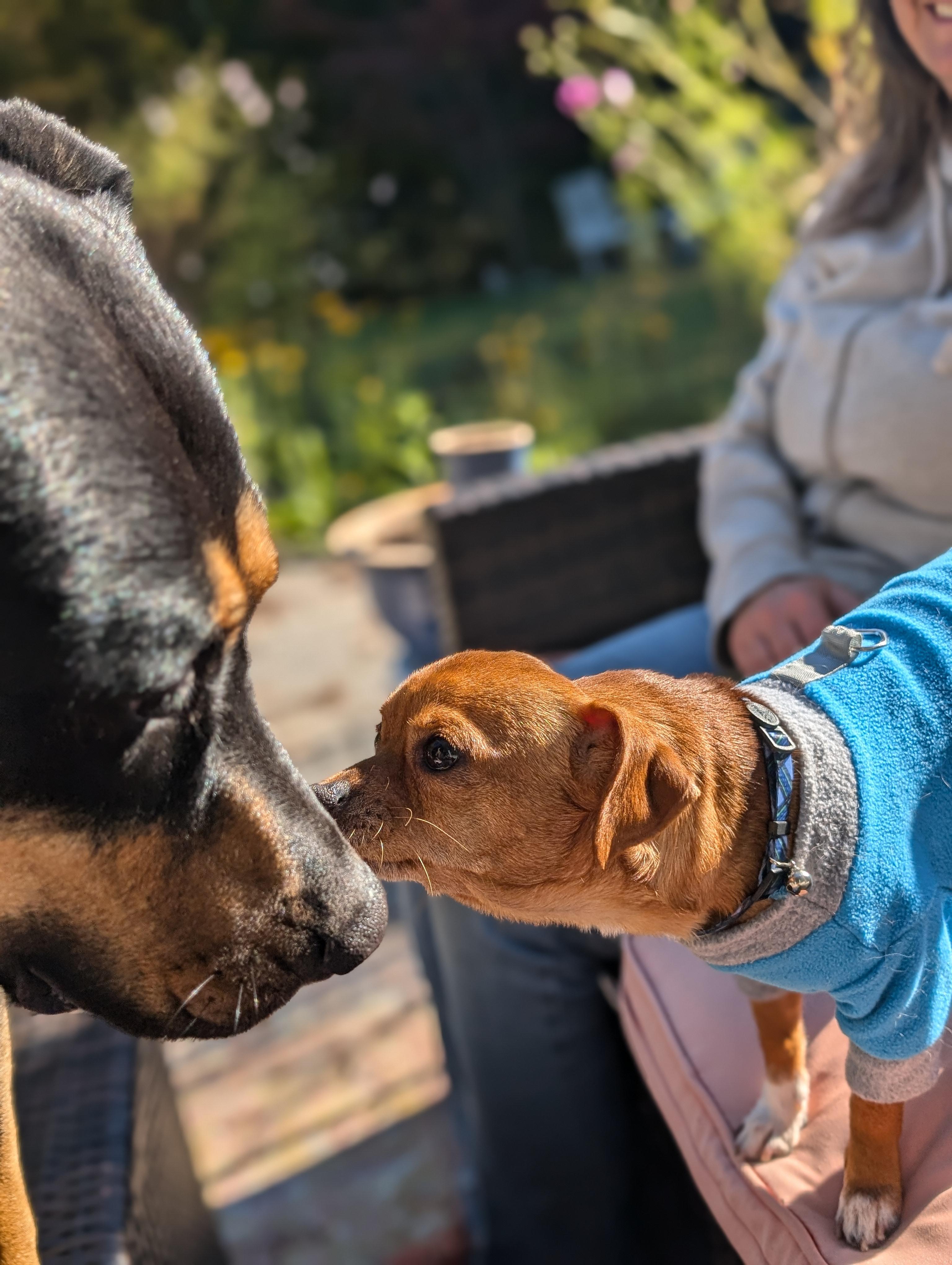 Enlarge Scout  (Cross-Post), an adopted mixed breed in Pelham, NH image 6/6