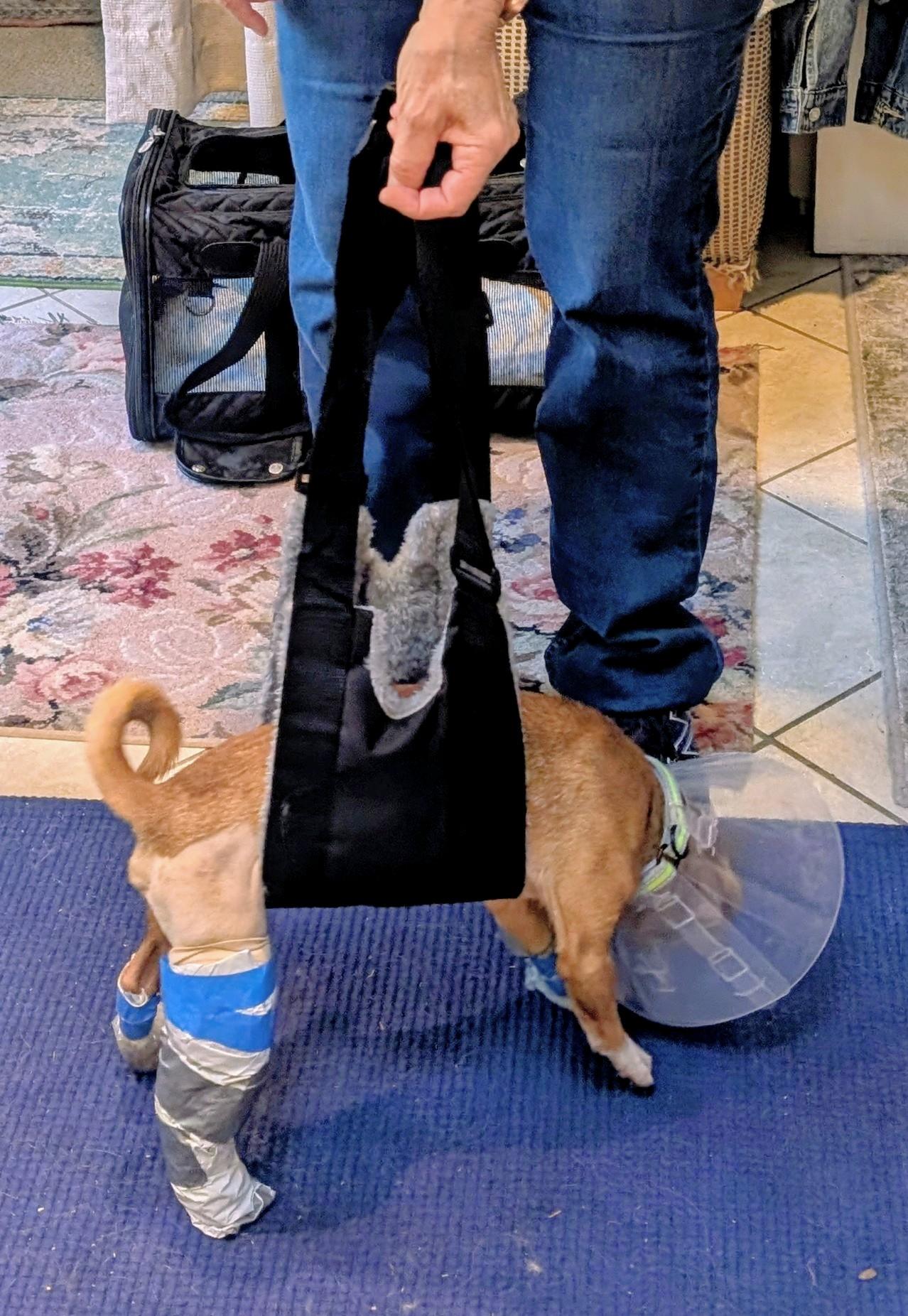 Enlarge Scout  (Cross-Post), an adopted mixed breed in Pelham, NH image 5/6