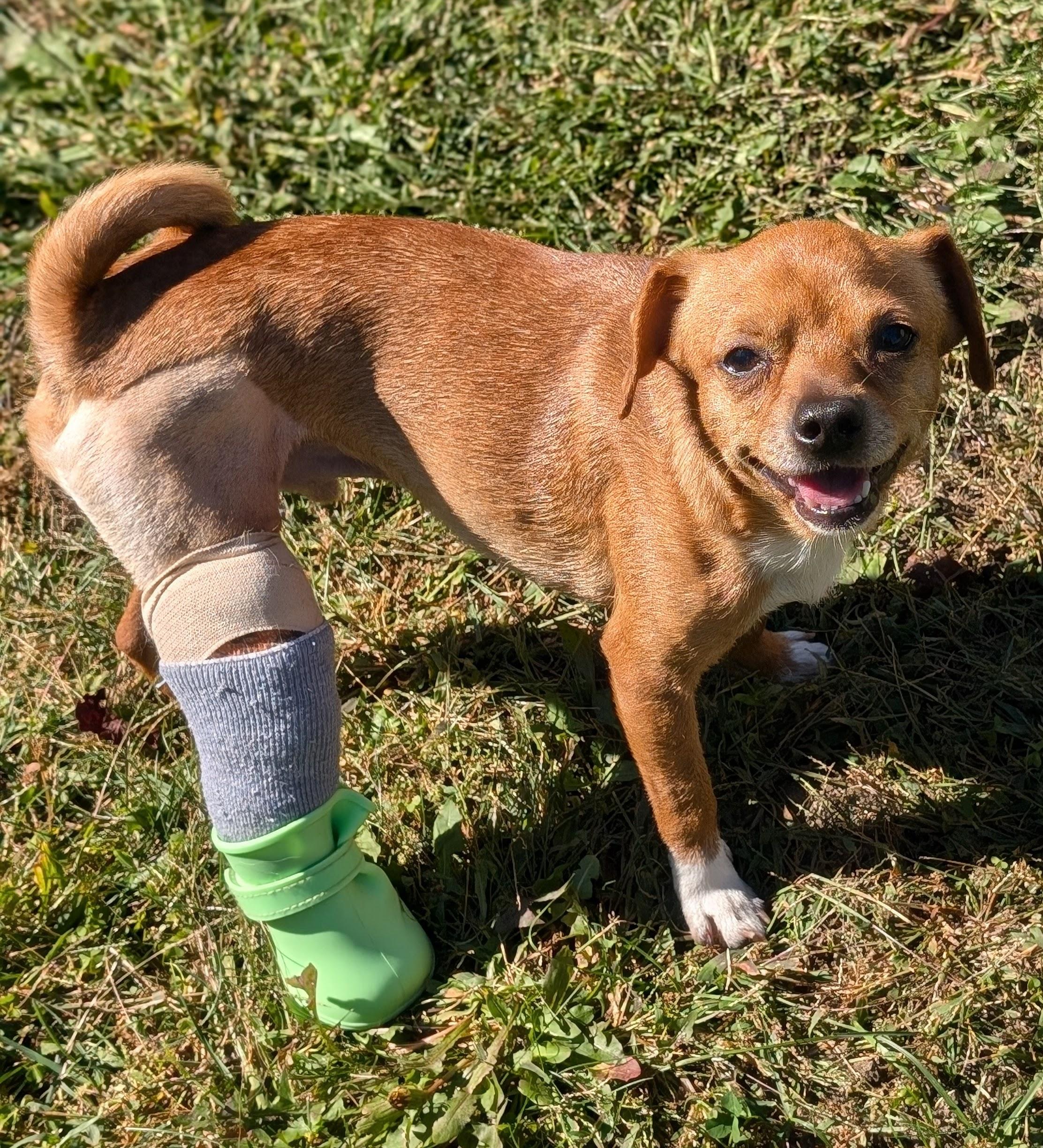 Enlarge Scout  (Cross-Post), an adopted mixed breed in Pelham, NH image 4/6