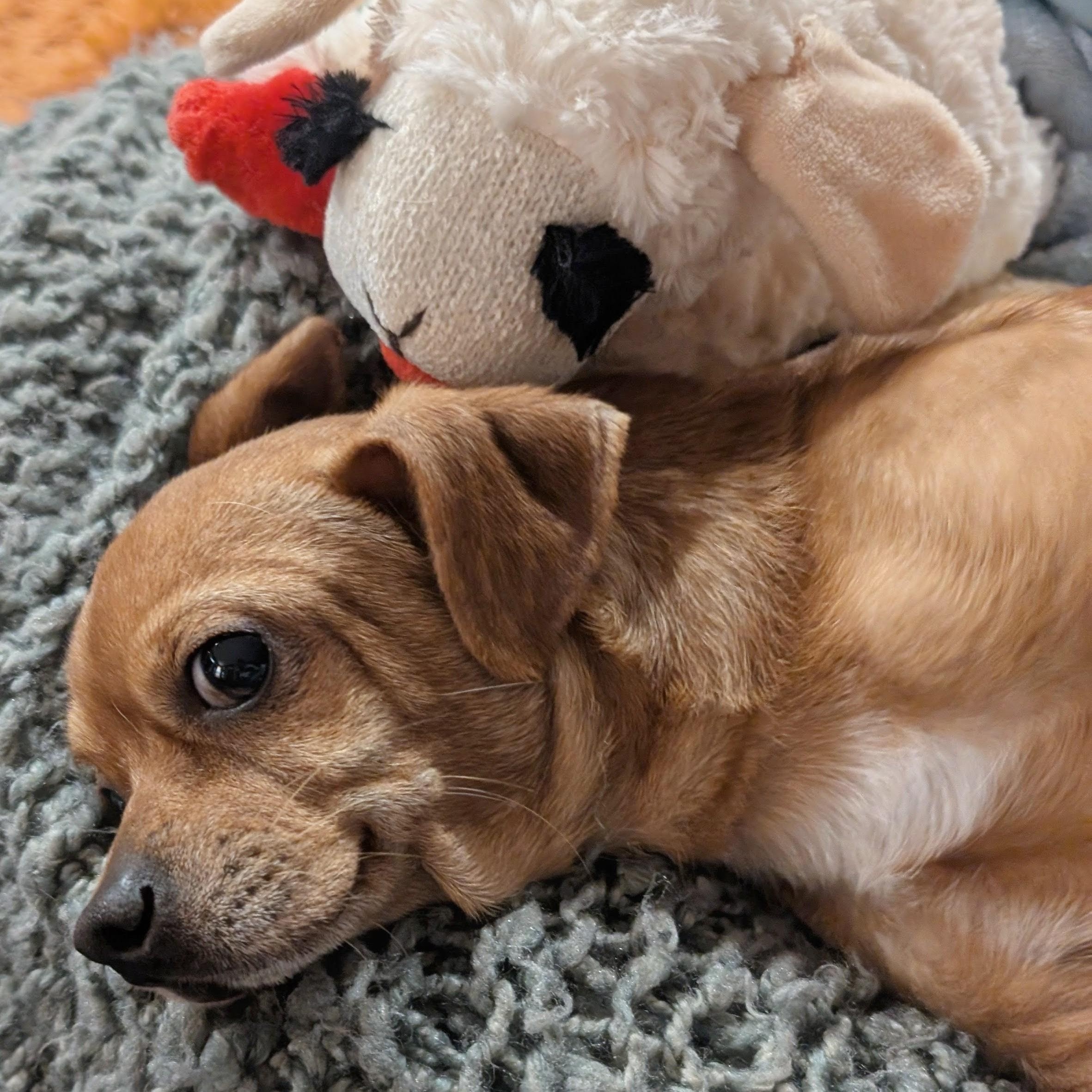 Enlarge Scout  (Cross-Post), an adopted mixed breed in Pelham, NH image 3/6