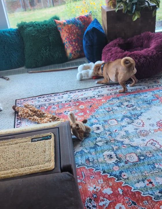 Enlarge Scout  (Cross-Post), an adopted mixed breed in Pelham, NH video 2/6