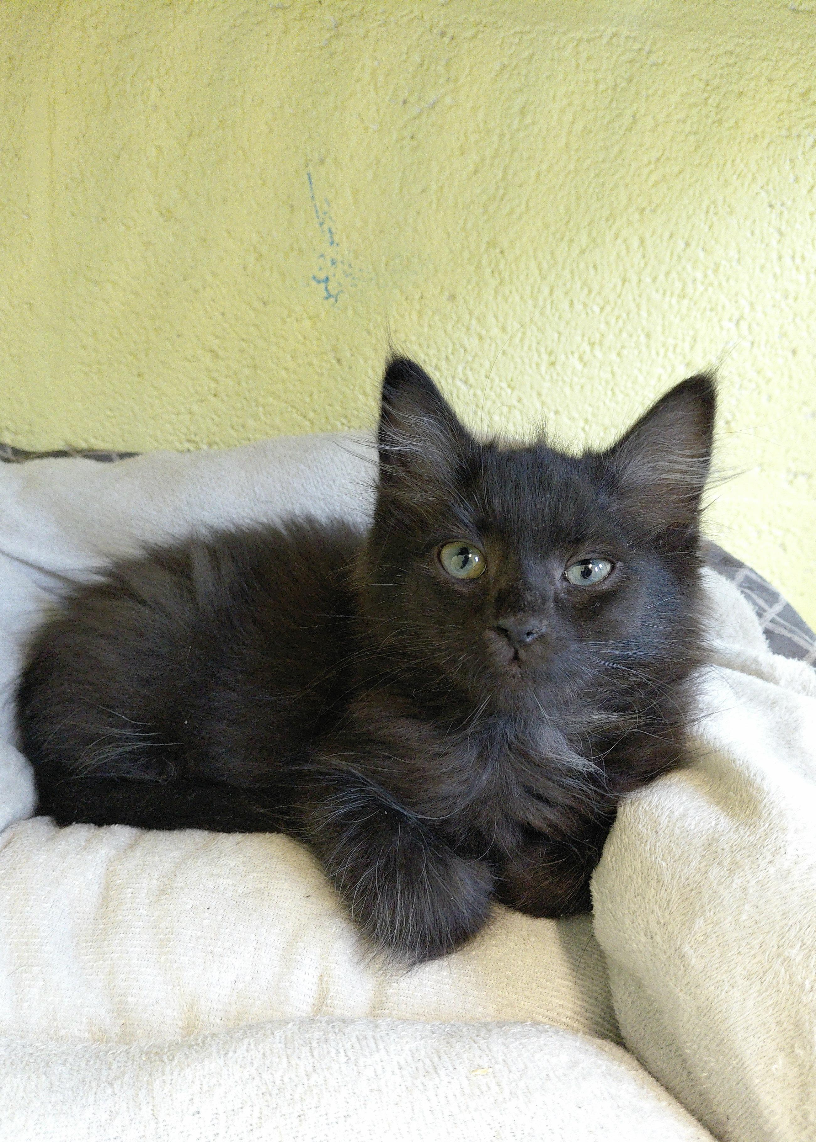 Enlarge Buffalo, a ADOPTABLE Domestic Long Hair in Stanley, VA image 1/2