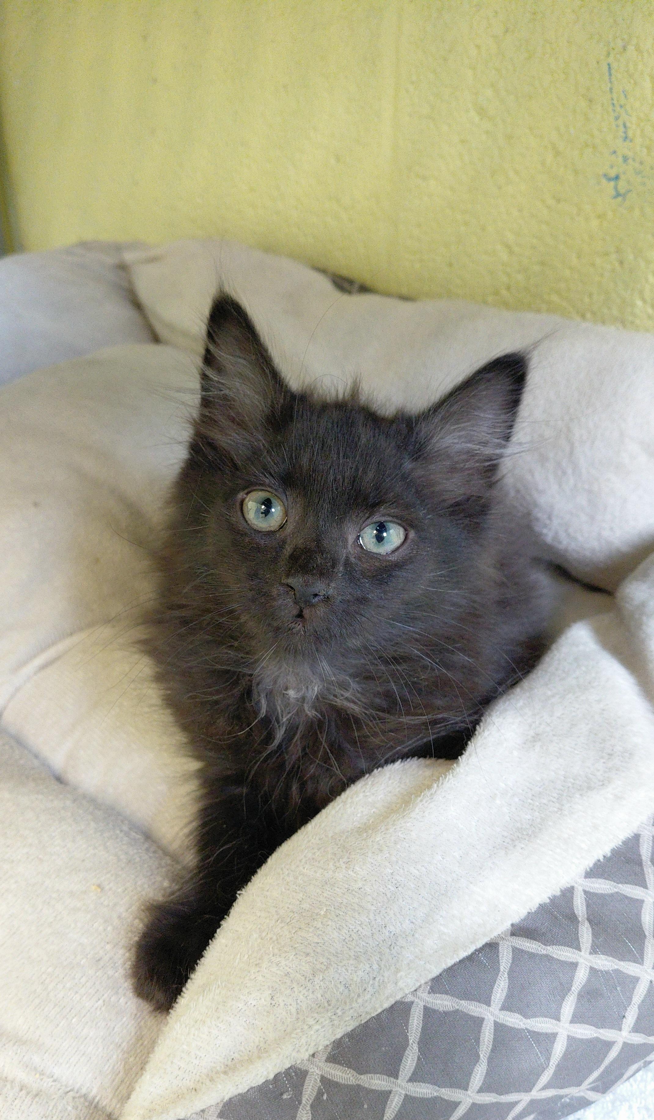 Enlarge Buffalo, a ADOPTABLE Domestic Long Hair in Stanley, VA image 2/2
