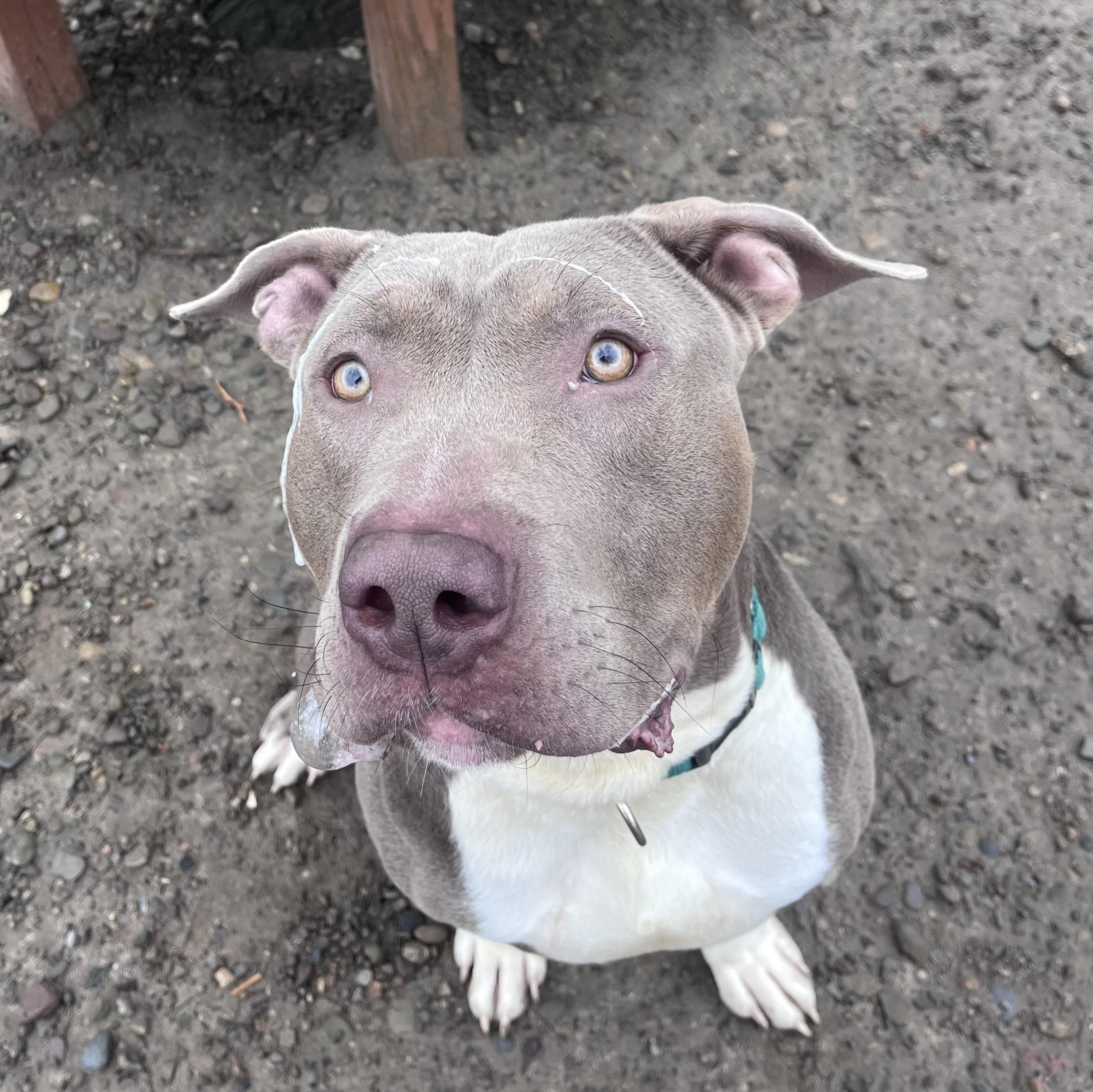 Enlarge Tugboat, a ADOPTABLE mixed breed in Buffalo, NY image 4/4