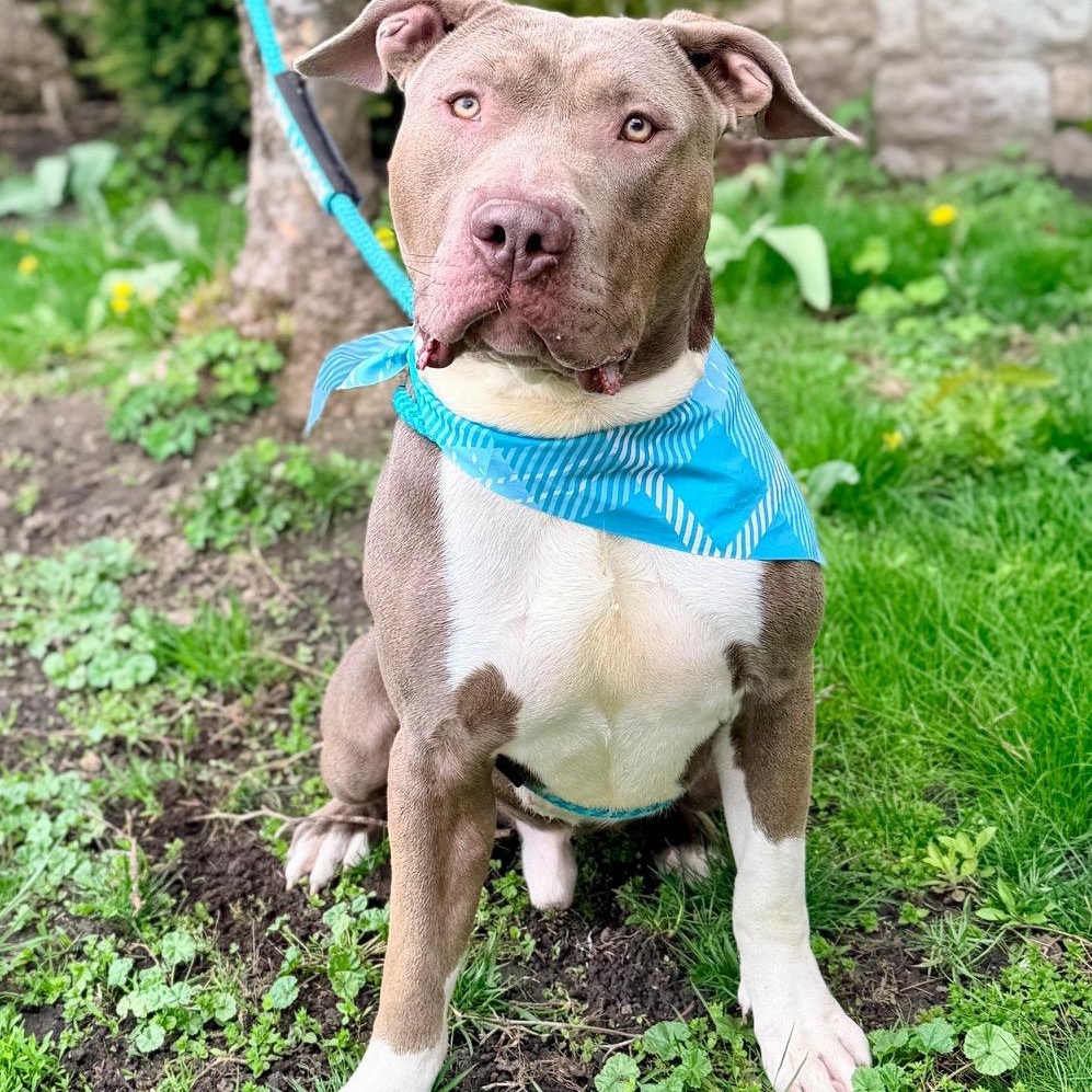 Tugboat, a ADOPTABLE mixed breed in Buffalo, NY image 3/6