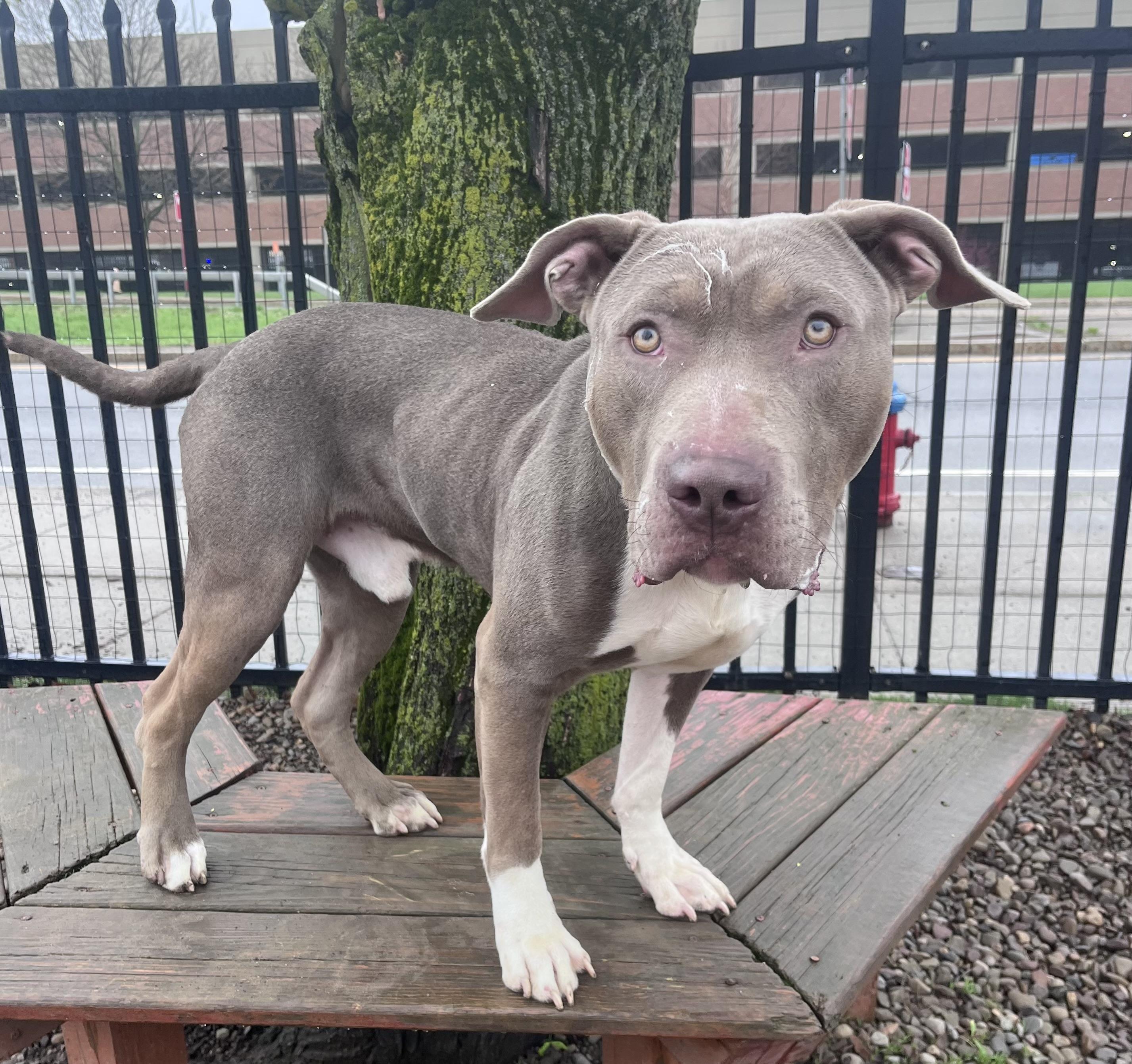 Enlarge Tugboat, a ADOPTABLE mixed breed in Buffalo, NY image 2/4