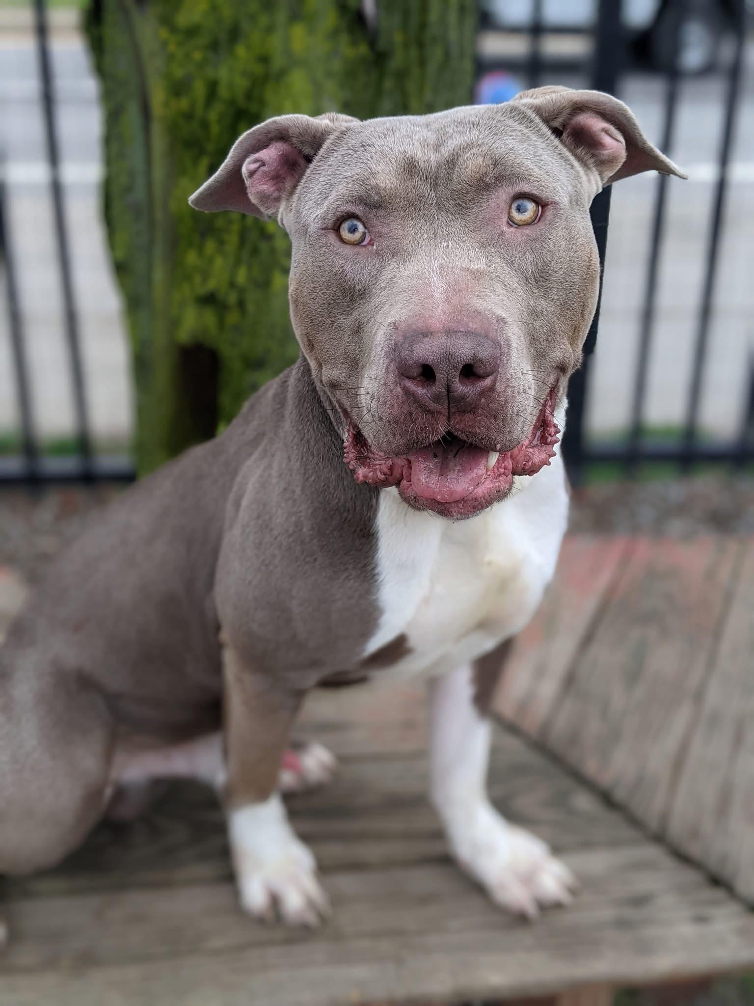 Tugboat, ADOPTABLE, Adult Male Pit Bull Terrier.