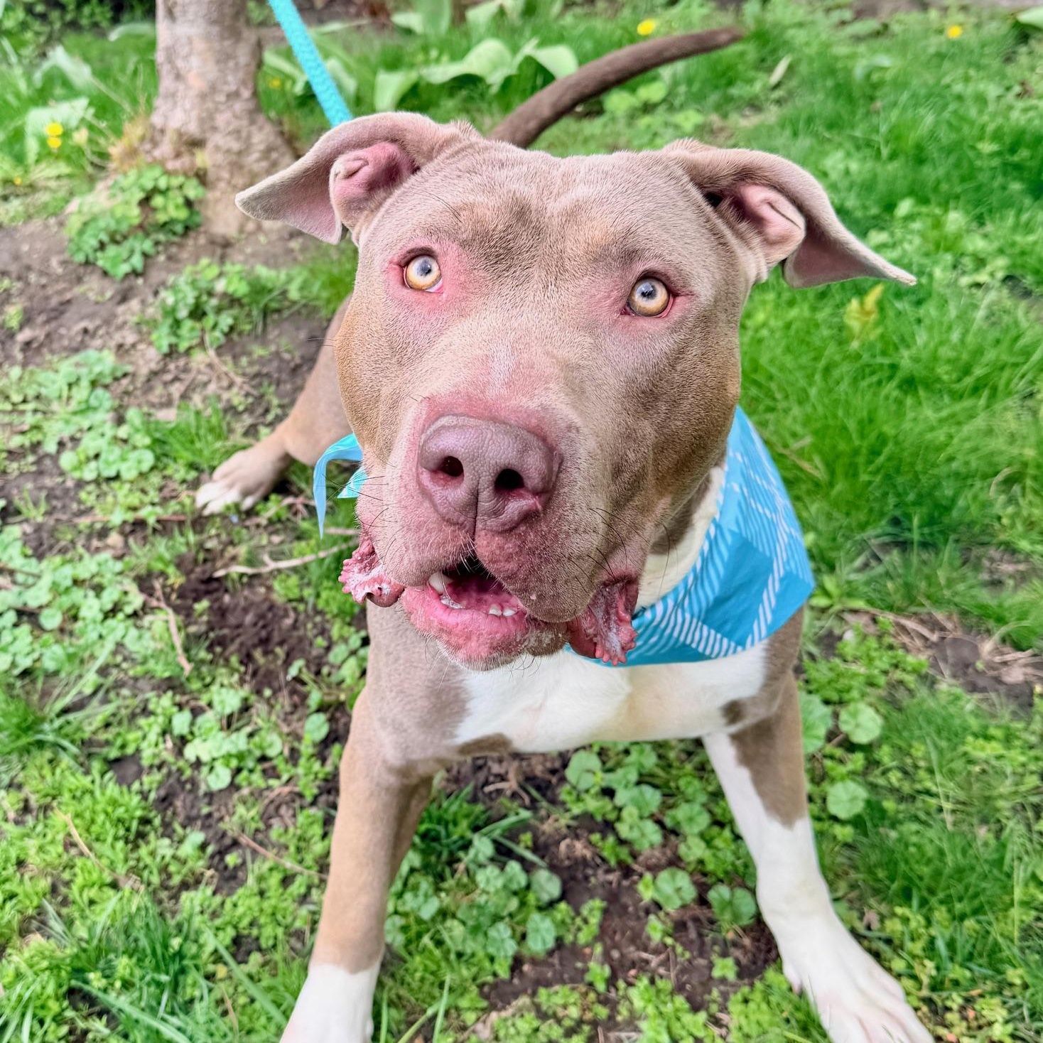 Tugboat, a ADOPTABLE mixed breed in Buffalo, NY image 6/6