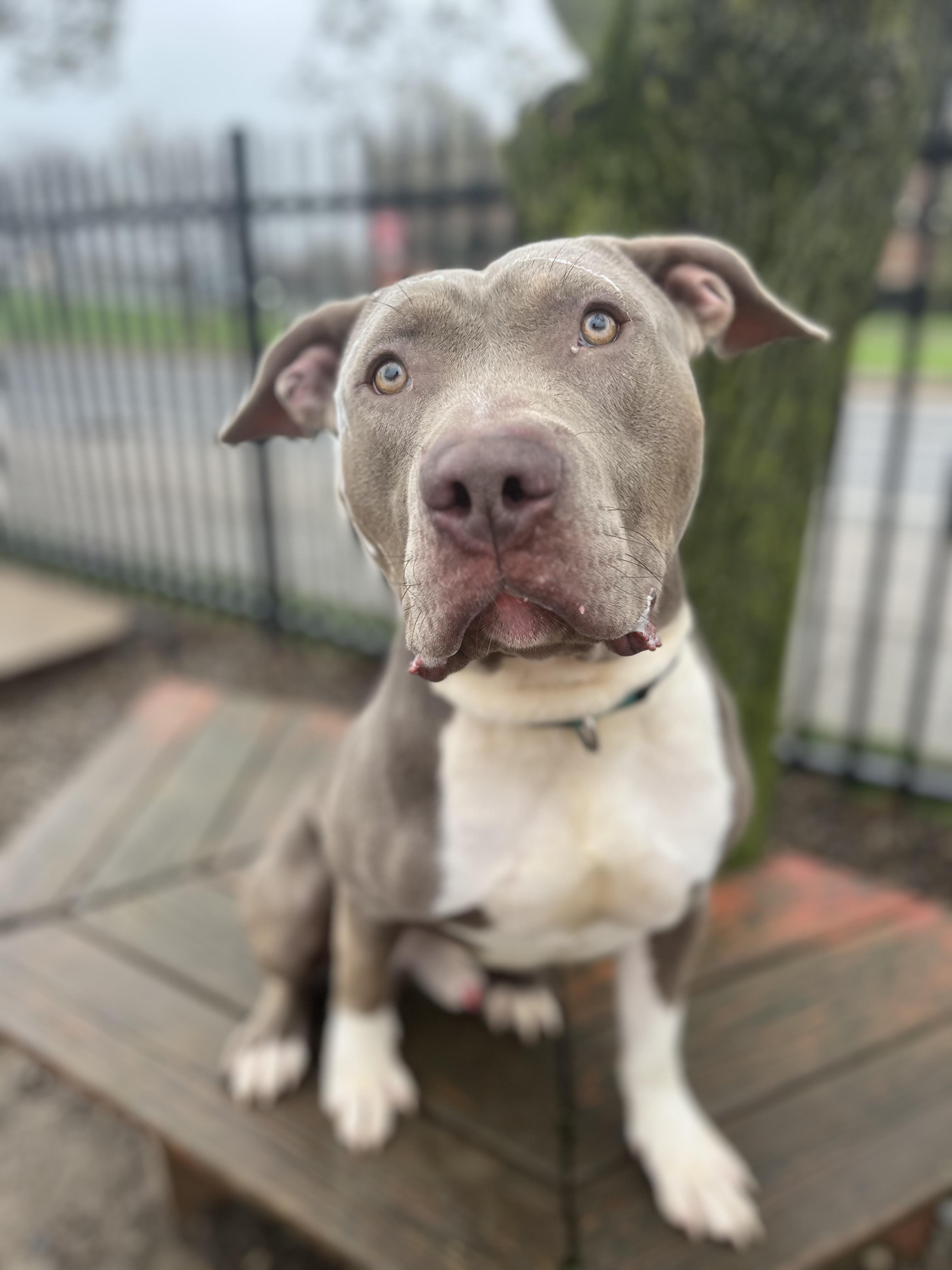 Enlarge Tugboat, a ADOPTABLE mixed breed in Buffalo, NY image 3/4