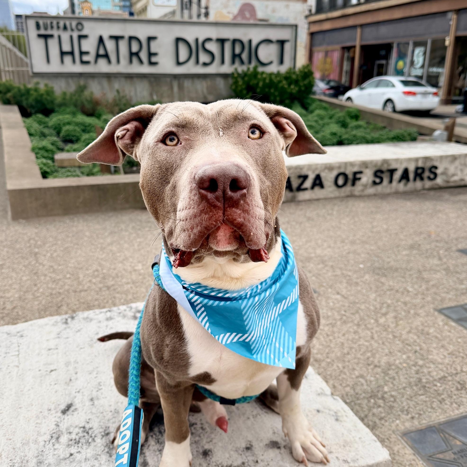 Tugboat, ADOPTABLE, Adult Male Pit Bull Terrier.