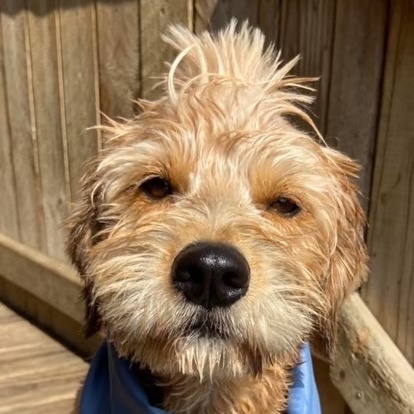 Huey, a Adoptable mixed breed in Watertown, WI image 1/6