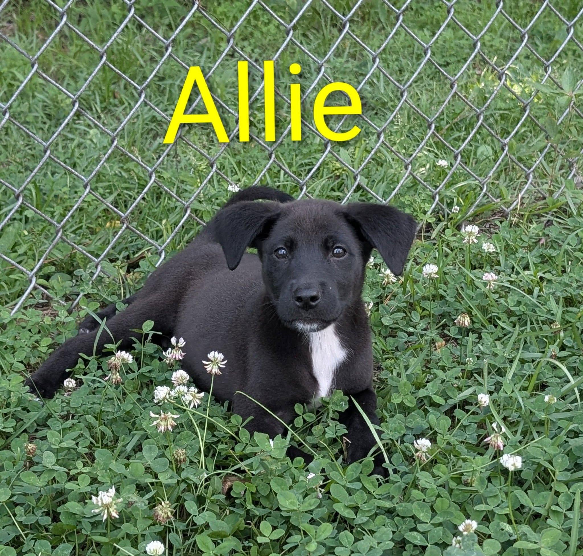 Enlarge Allie, an adopted mixed breed in Marion, MS image 1/1