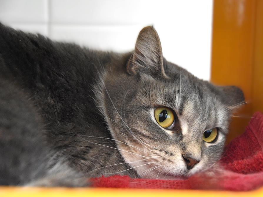 Enlarge SPIDER-GWEN, a Adoptable Domestic Short Hair in Loveland, CO image 1/1