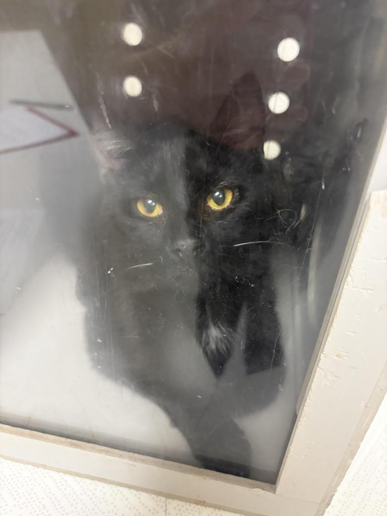 Enlarge Lux, a Adoptable mixed breed in Greenfield, IN image 1/1