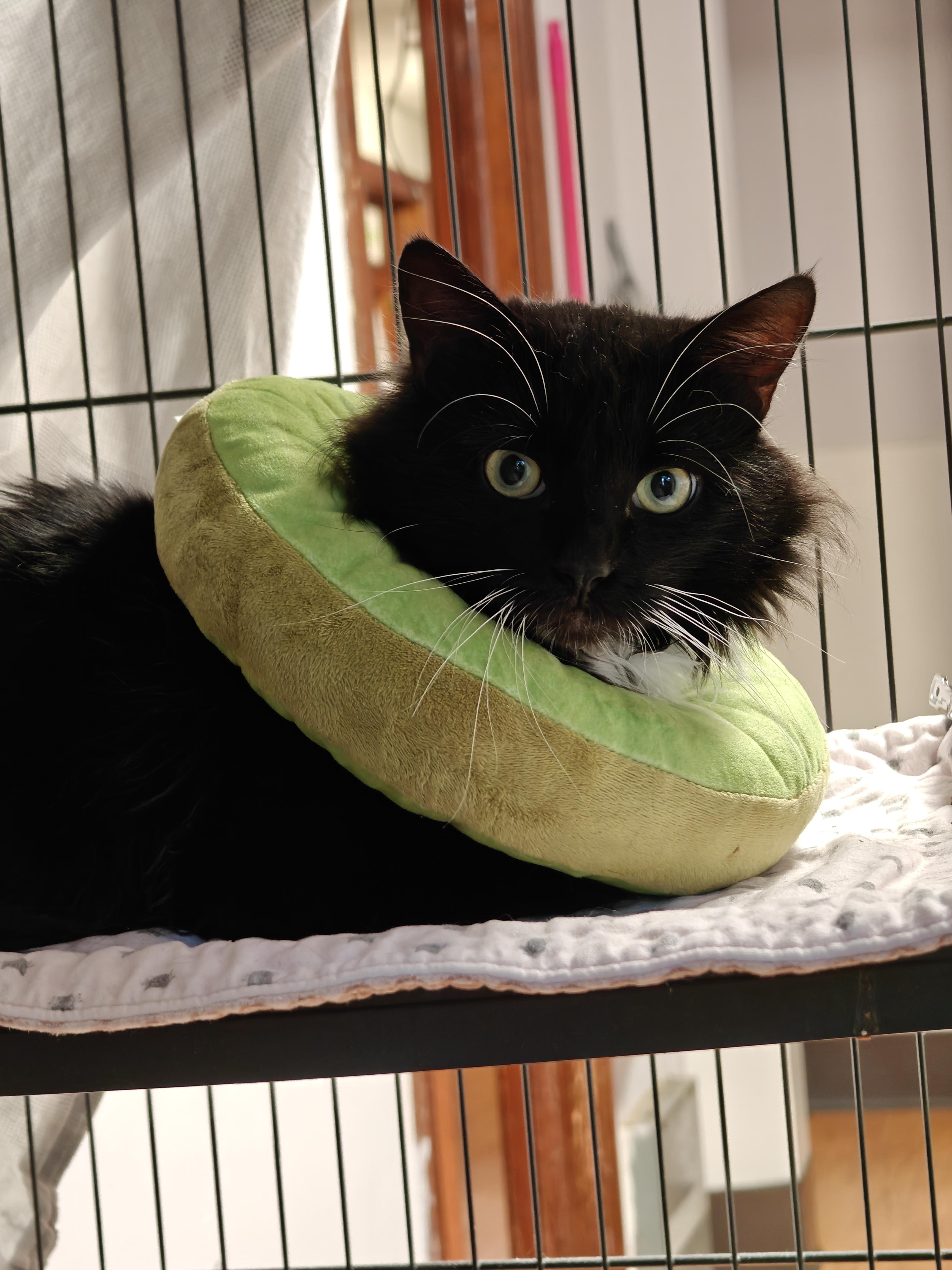 Tubo, a ADOPTABLE Domestic Long Hair in New Britain, CT image 3/4