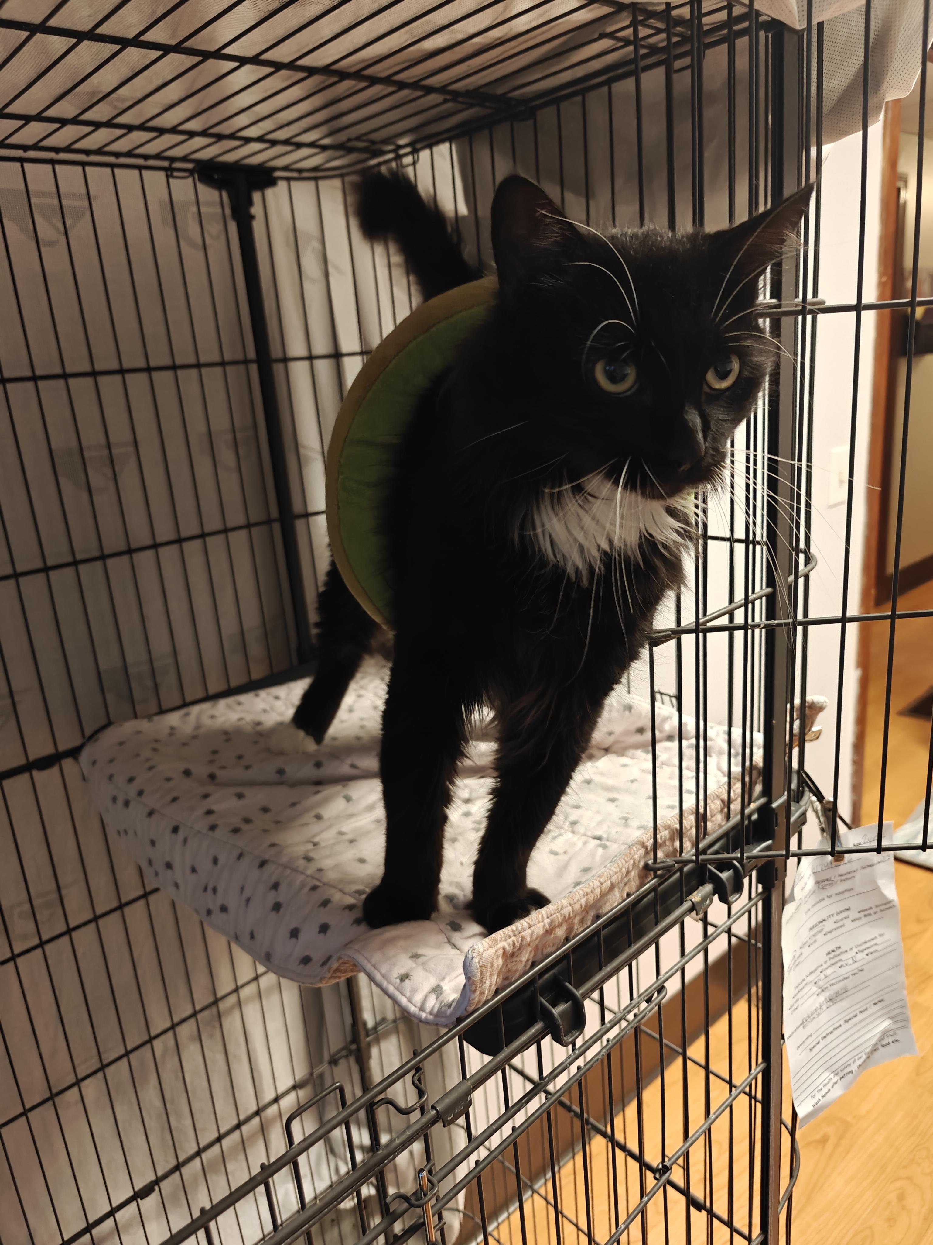 Tubo, a ADOPTABLE Domestic Long Hair in New Britain, CT image 2/4