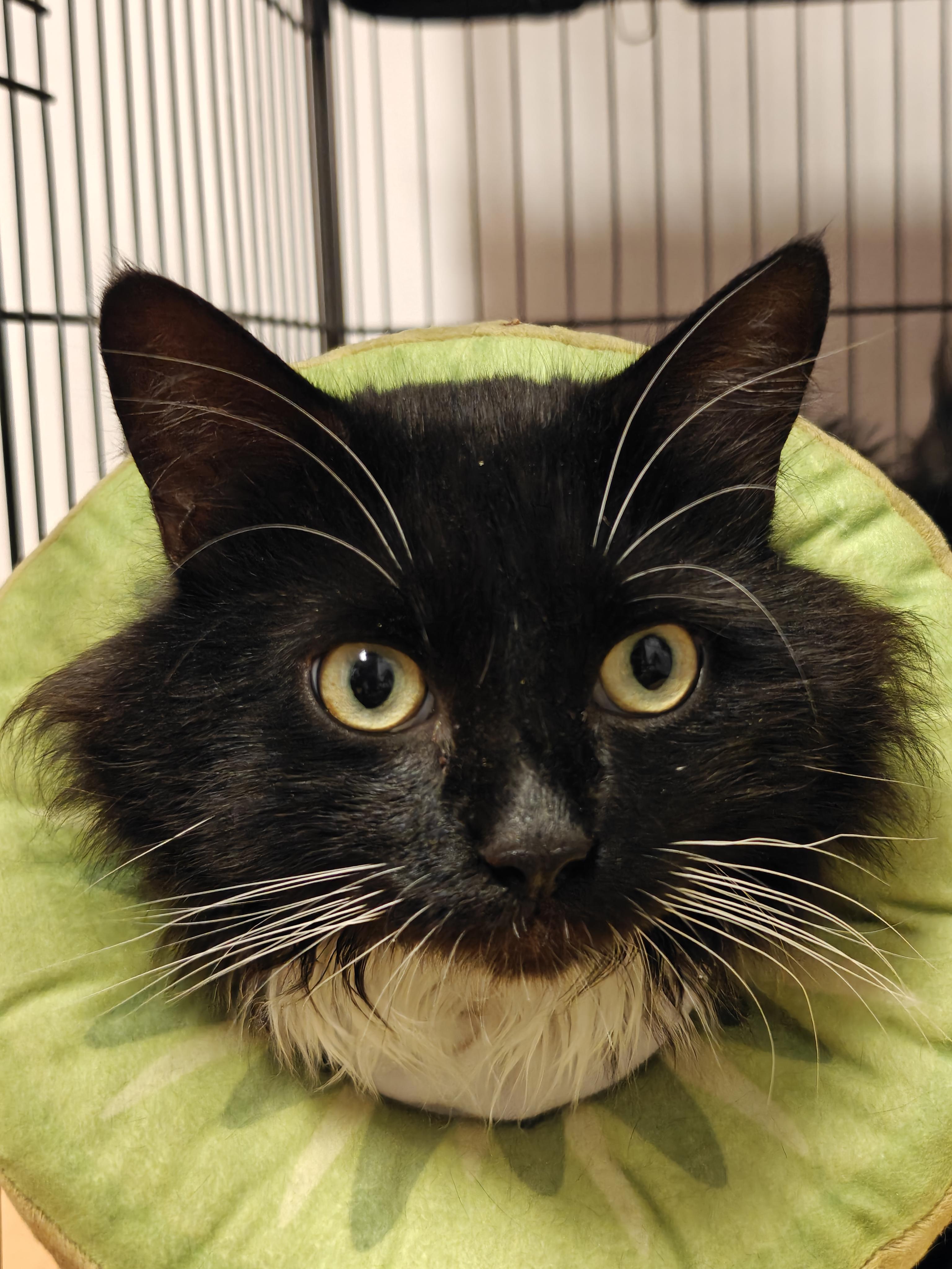 Tubo, ADOPTABLE, Young Male Domestic Long Hair.