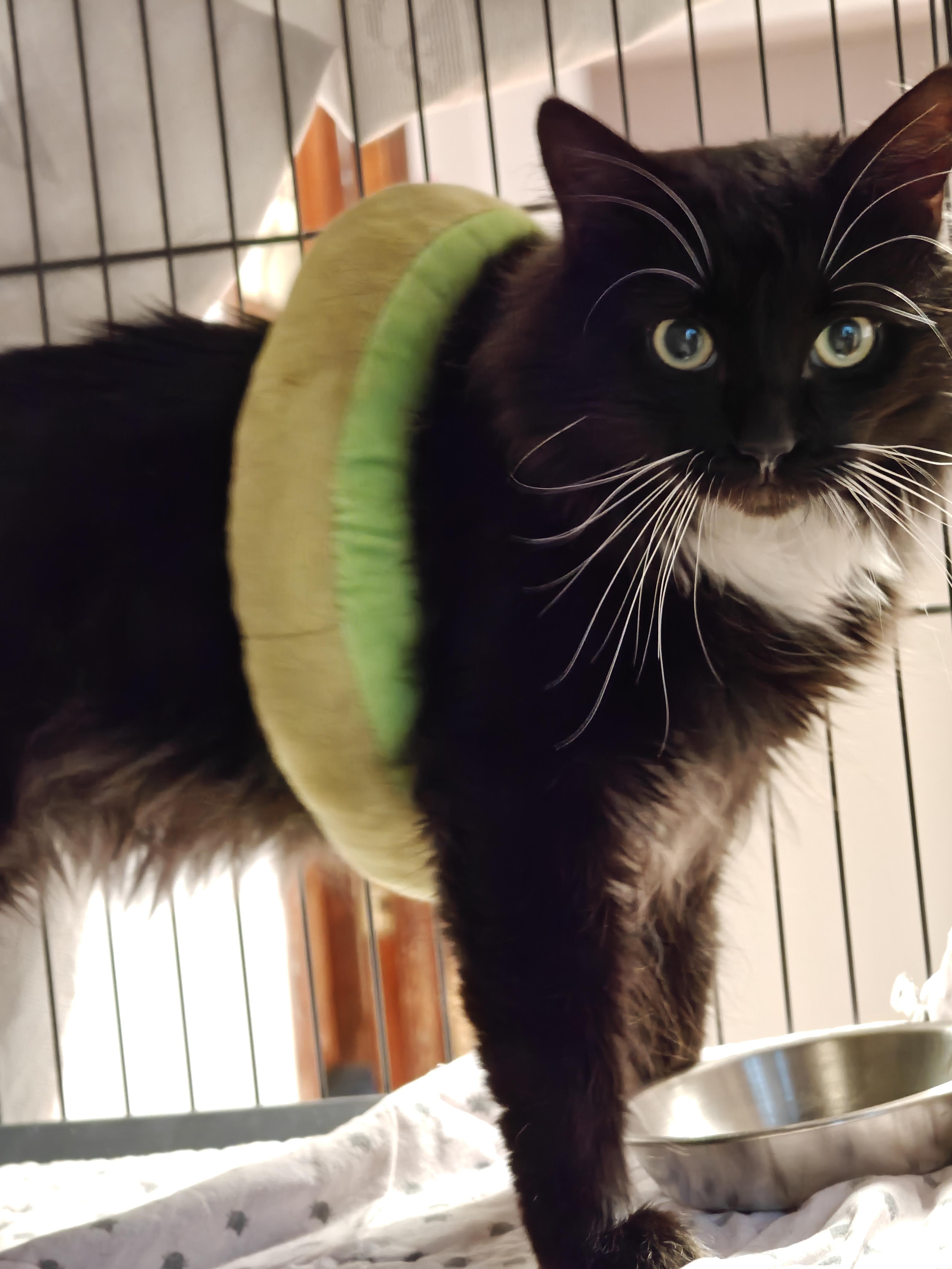 Tubo, a ADOPTABLE Domestic Long Hair in New Britain, CT image 4/4