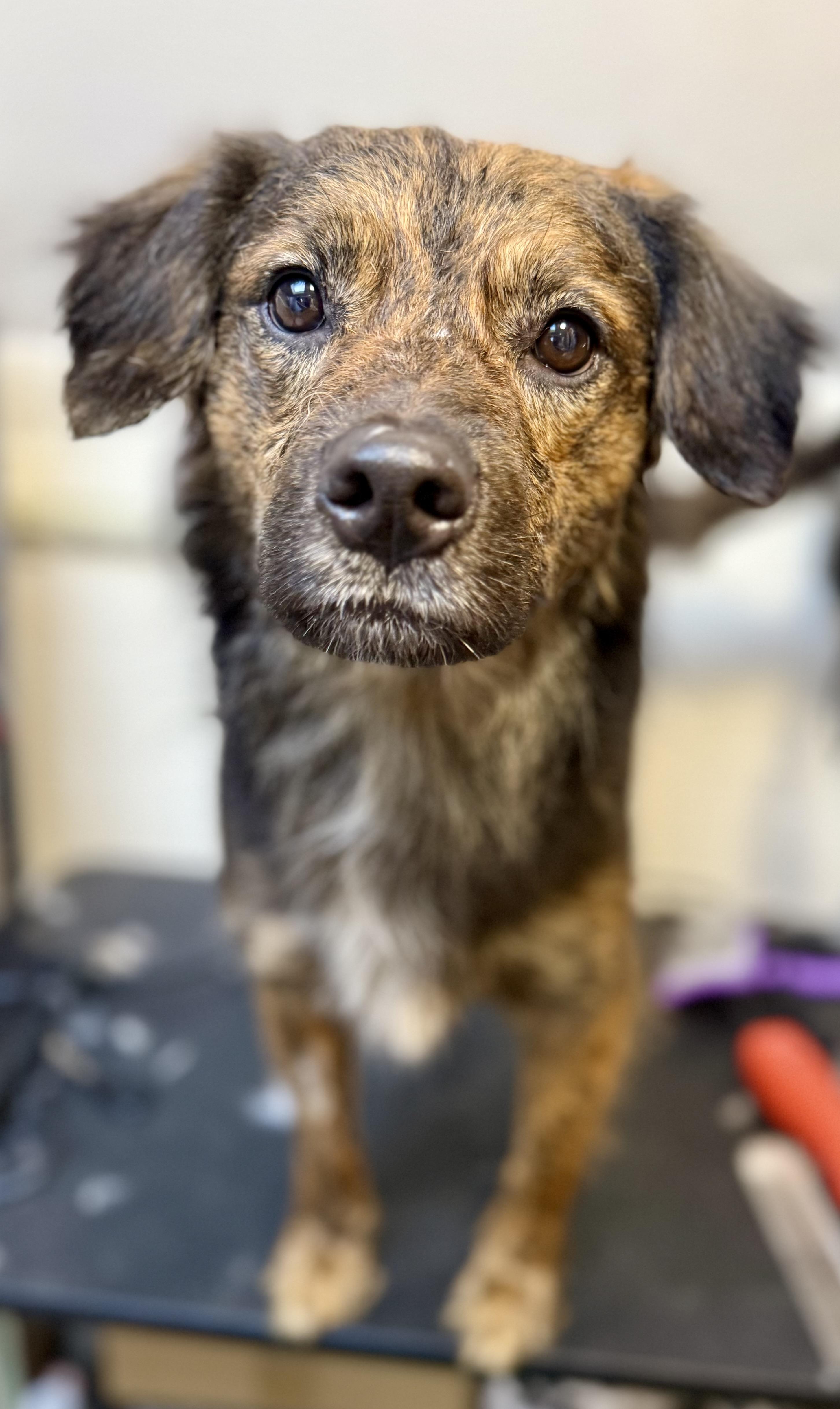 Ladders, an adopted mixed breed in Tomkins Cove, NY image 1/3