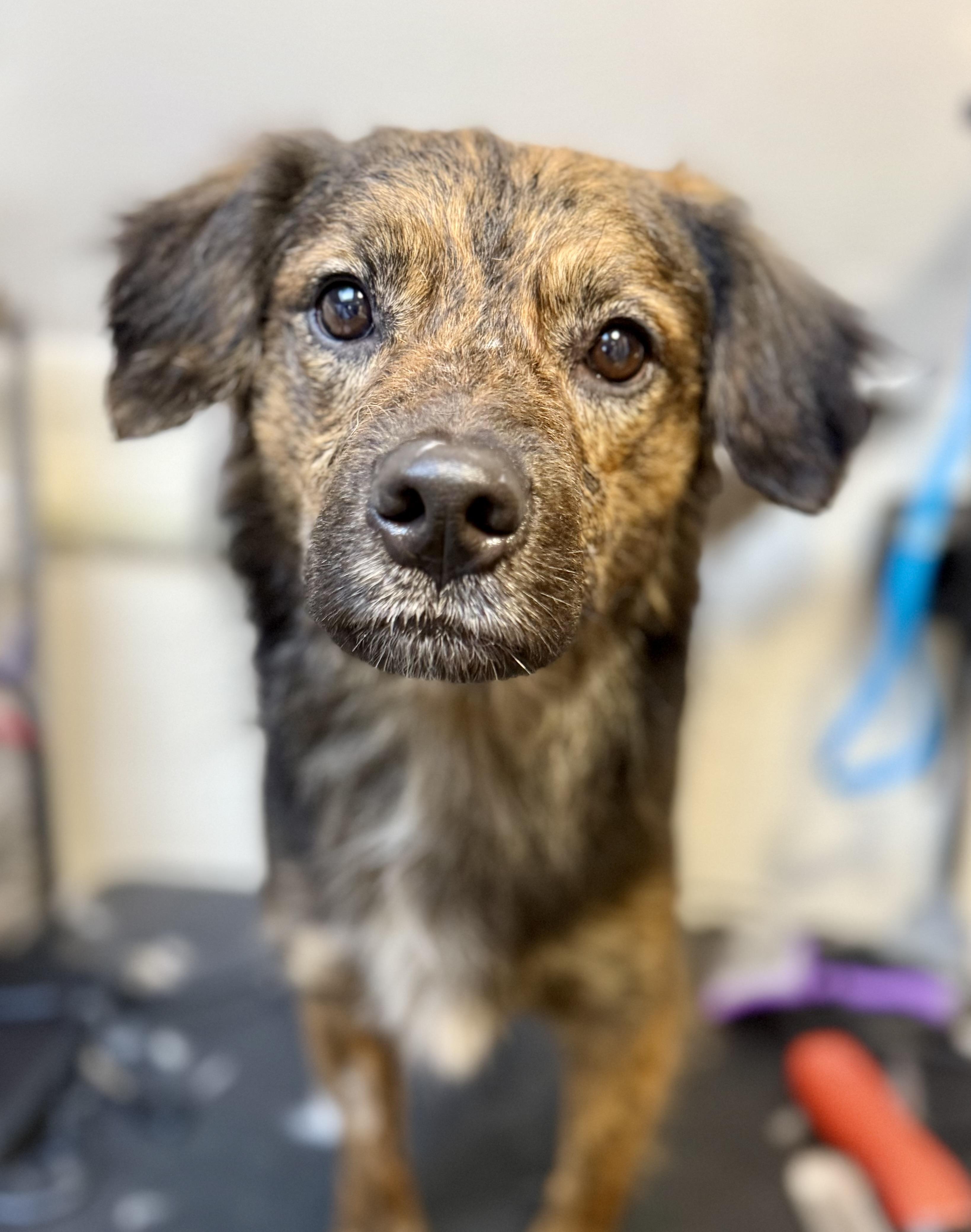 Ladders, an adopted mixed breed in Tomkins Cove, NY image 2/3