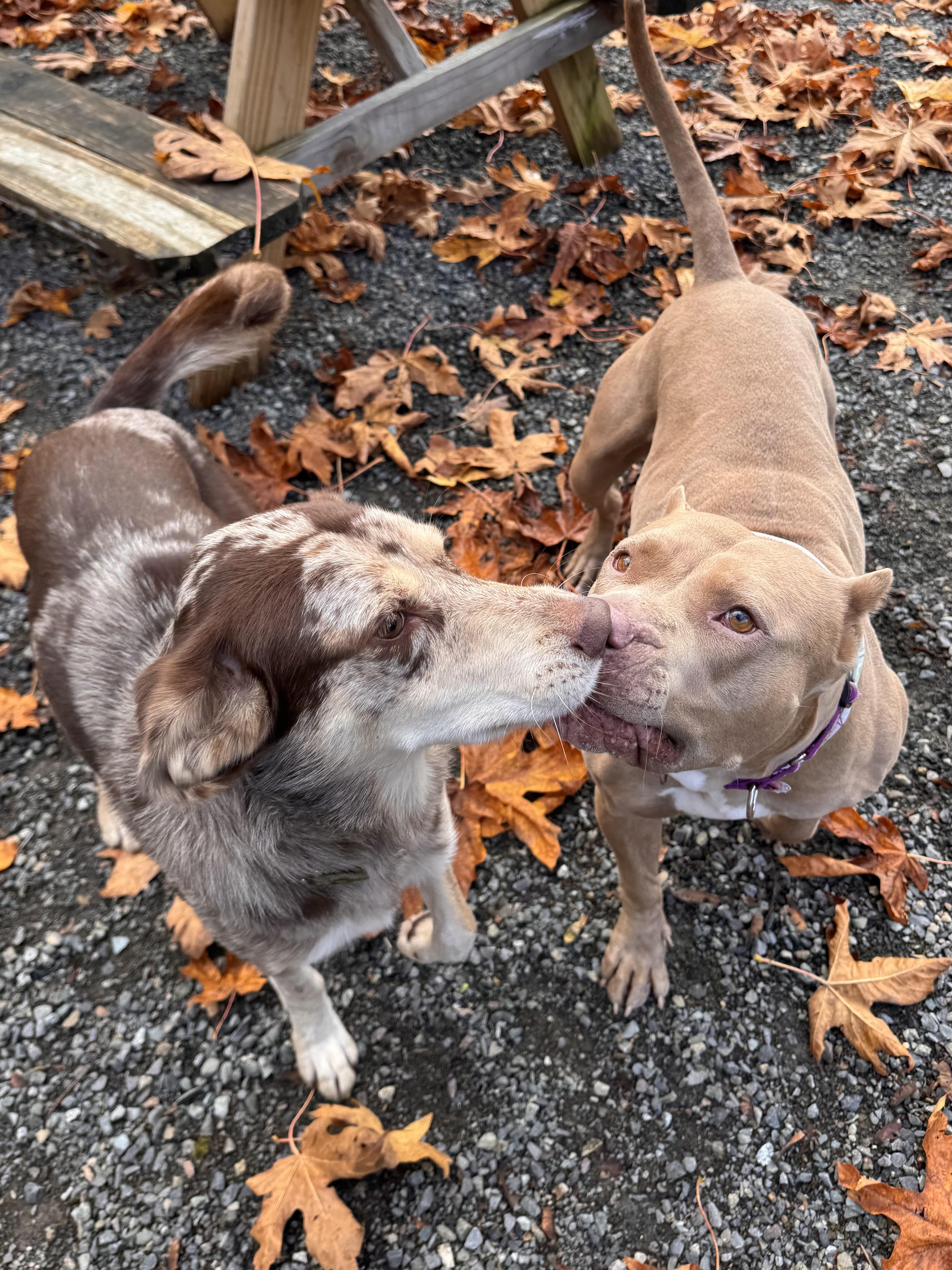 Enlarge Carmela , a Adoptable American Bully in Lacey, WA image 2/6