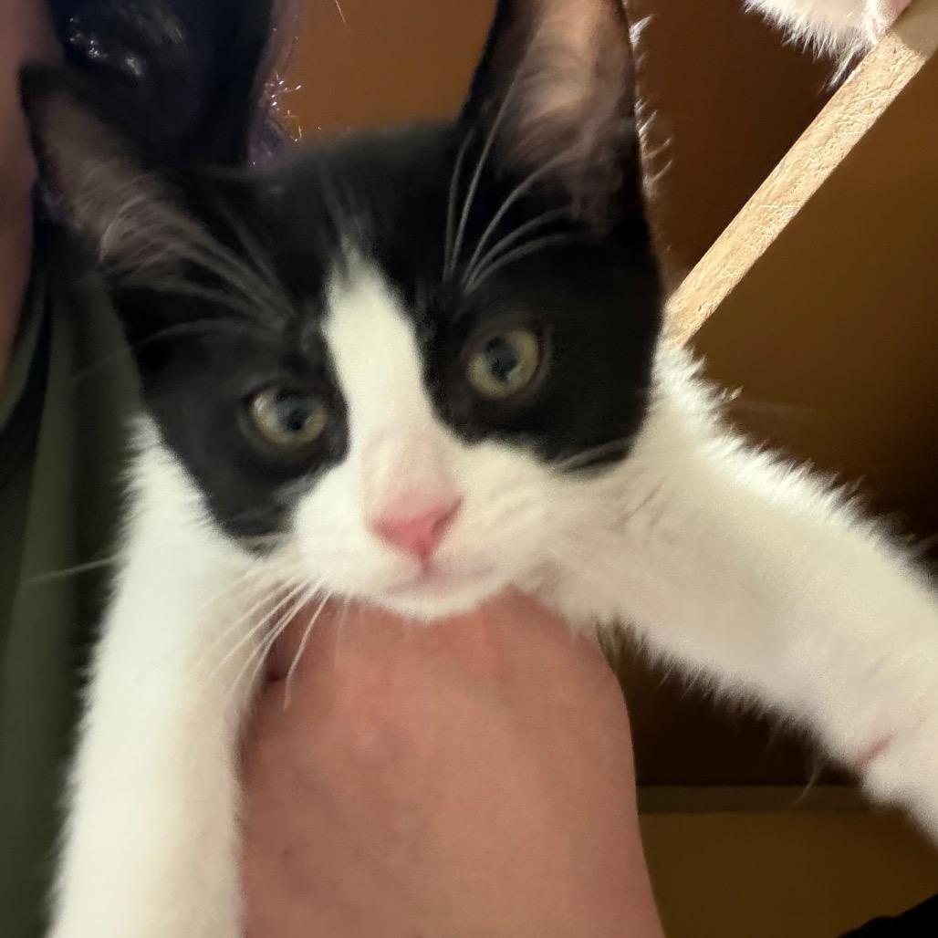 Enlarge JC (Kitten 5), a Adoptable Domestic Short Hair in Chesapeake, VA image 1/1