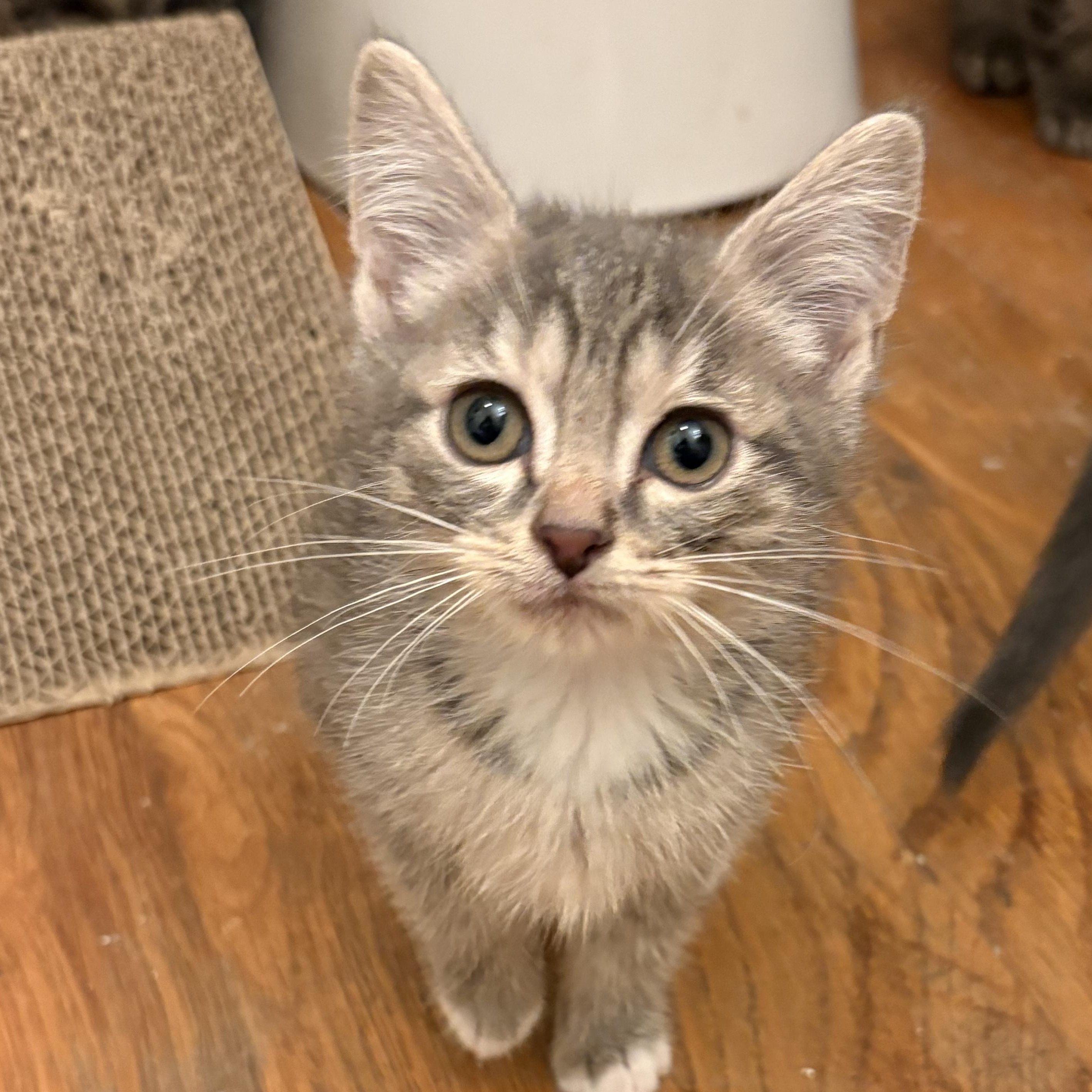Blight -Athens, GA, a ADOPTABLE Domestic Short Hair in Athens, GA image 3/3