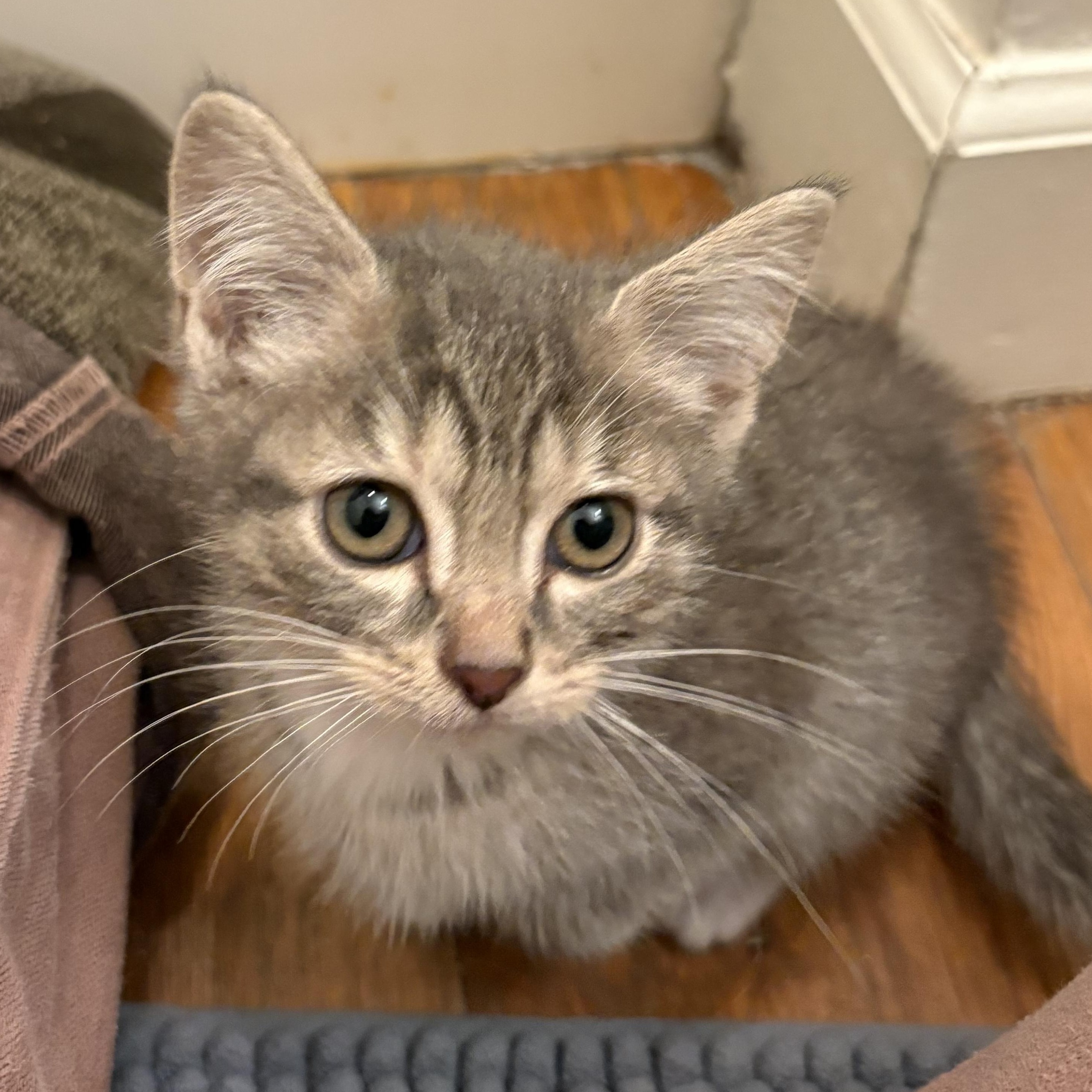 Blight -Athens, GA, a ADOPTABLE Domestic Short Hair in Athens, GA image 2/3