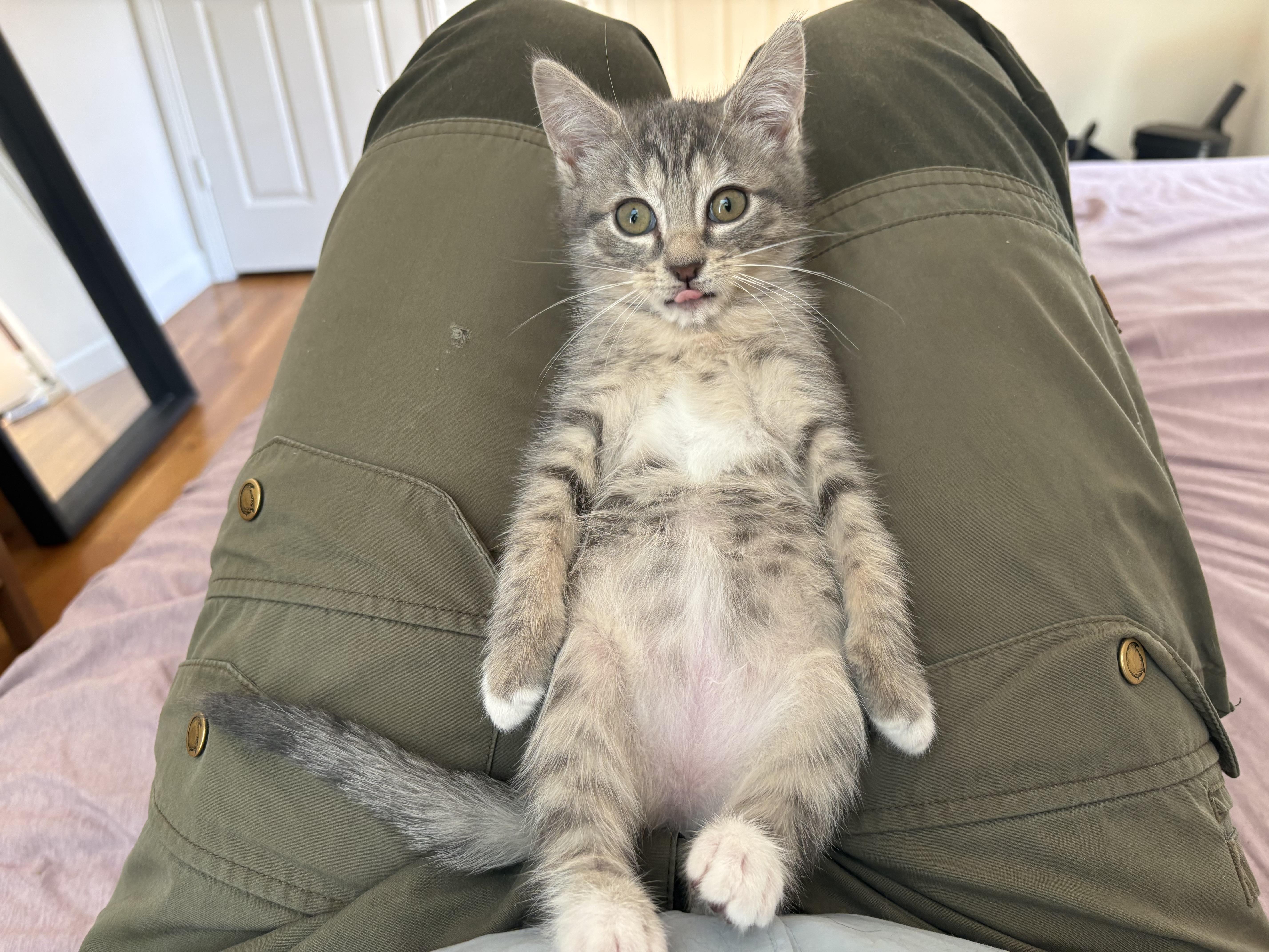 Blight -Athens, GA, a ADOPTABLE Domestic Short Hair in Athens, GA image 1/3