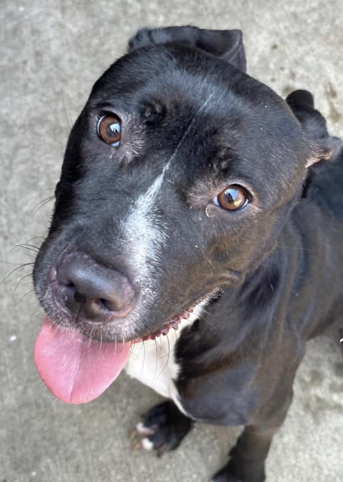 Kettle, ADOPTABLE, Adult Female Pit Bull Terrier.