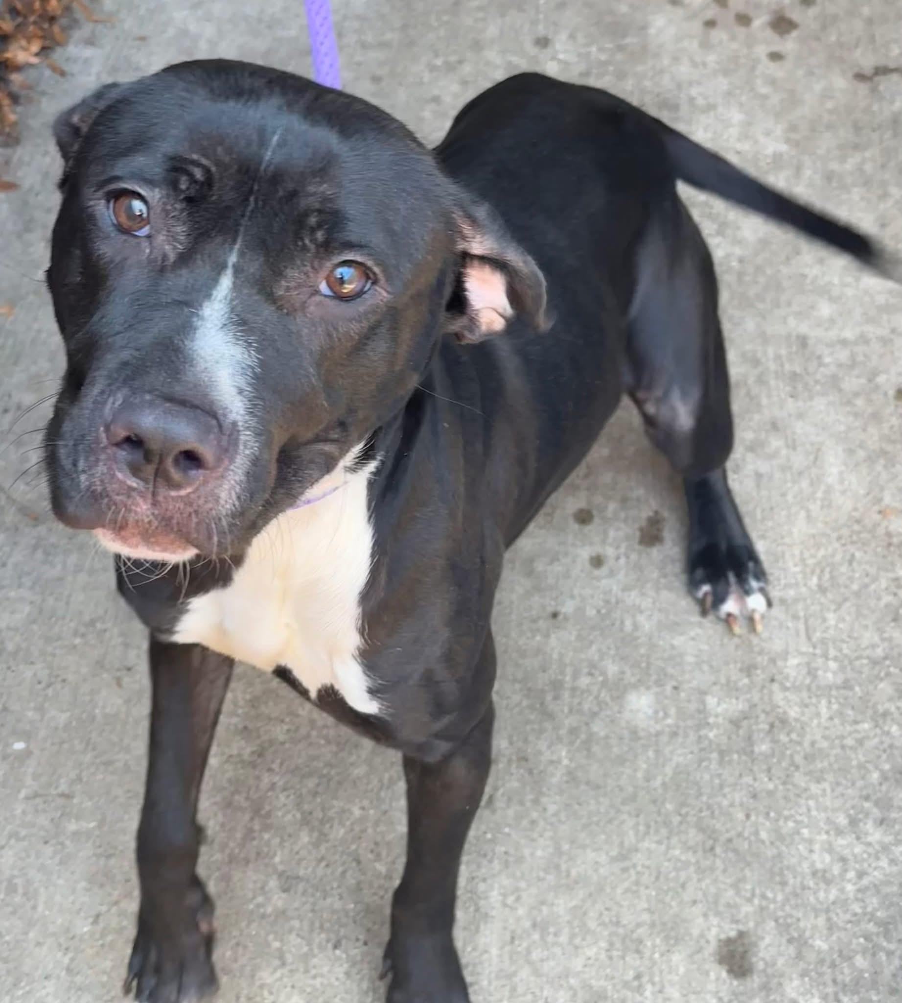 Kettle, a ADOPTABLE Pit Bull Terrier in Chicago, IL image 4/5