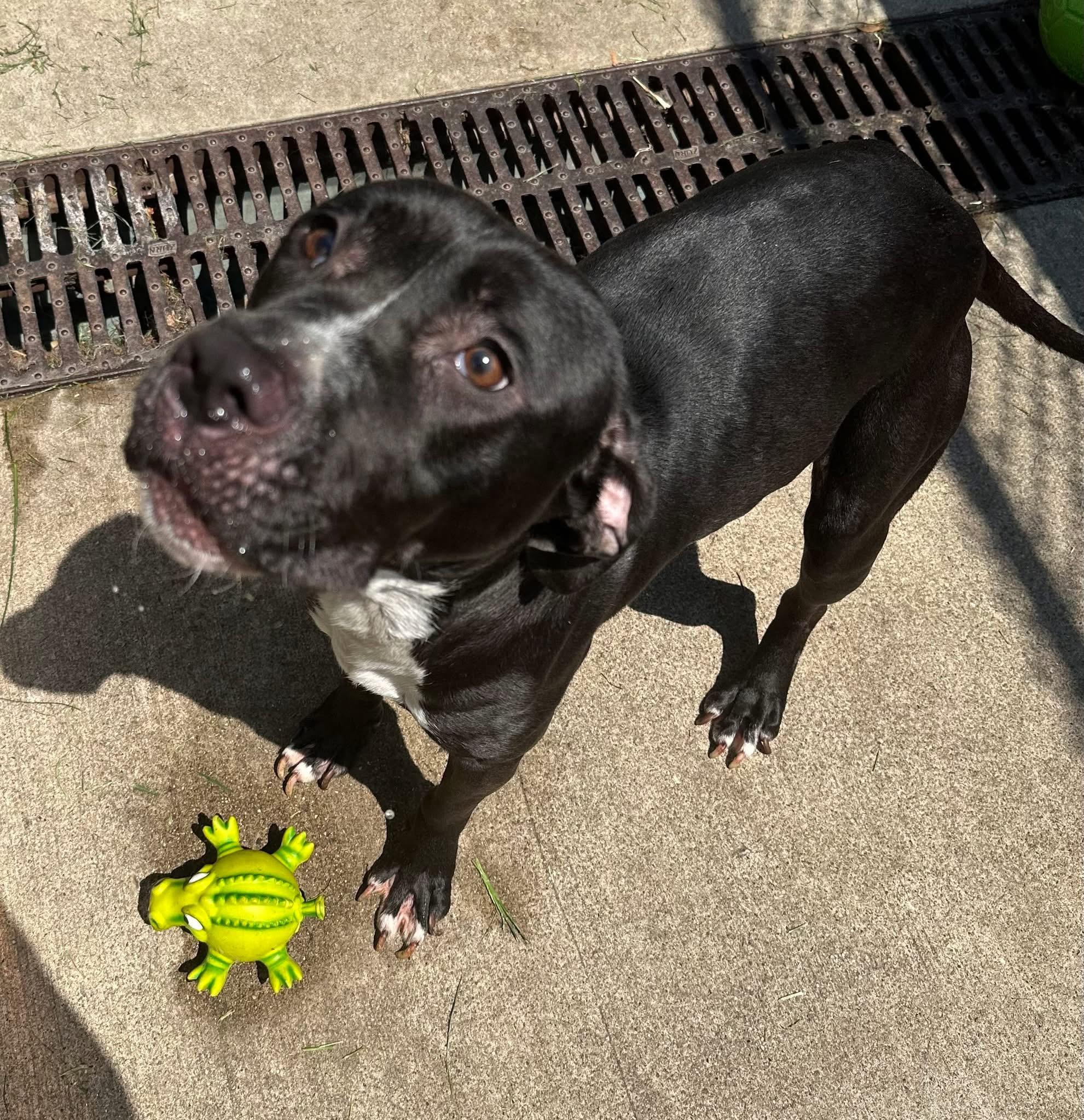 Kettle, a ADOPTABLE Pit Bull Terrier in Chicago, IL image 3/5