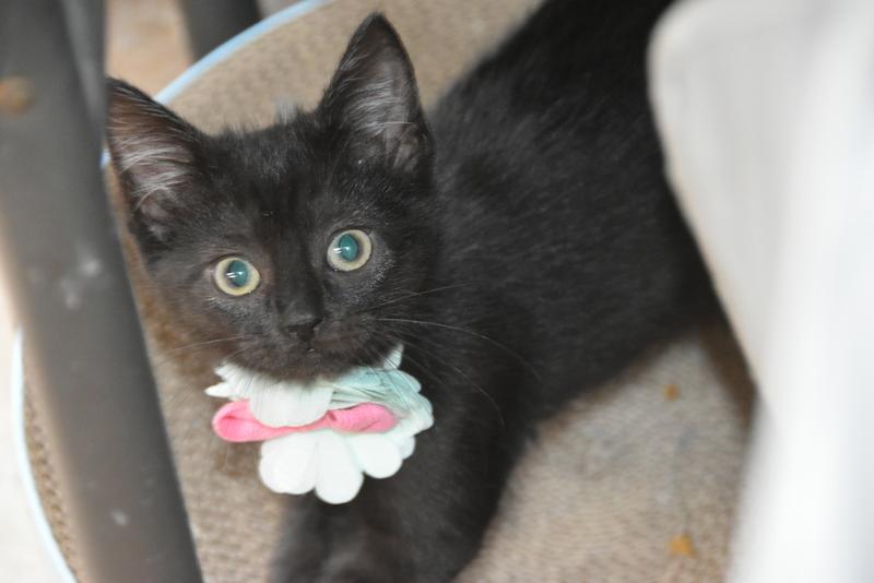 Thunder (Lisa-Fostered in New England), Baby Female unknown