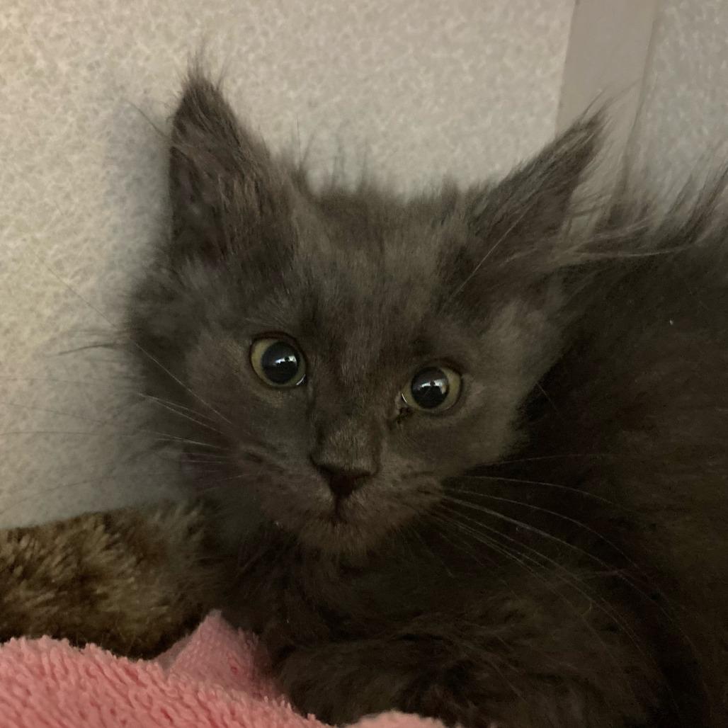 Julia, Adoptable, Kitten Female Domestic Medium Hair.