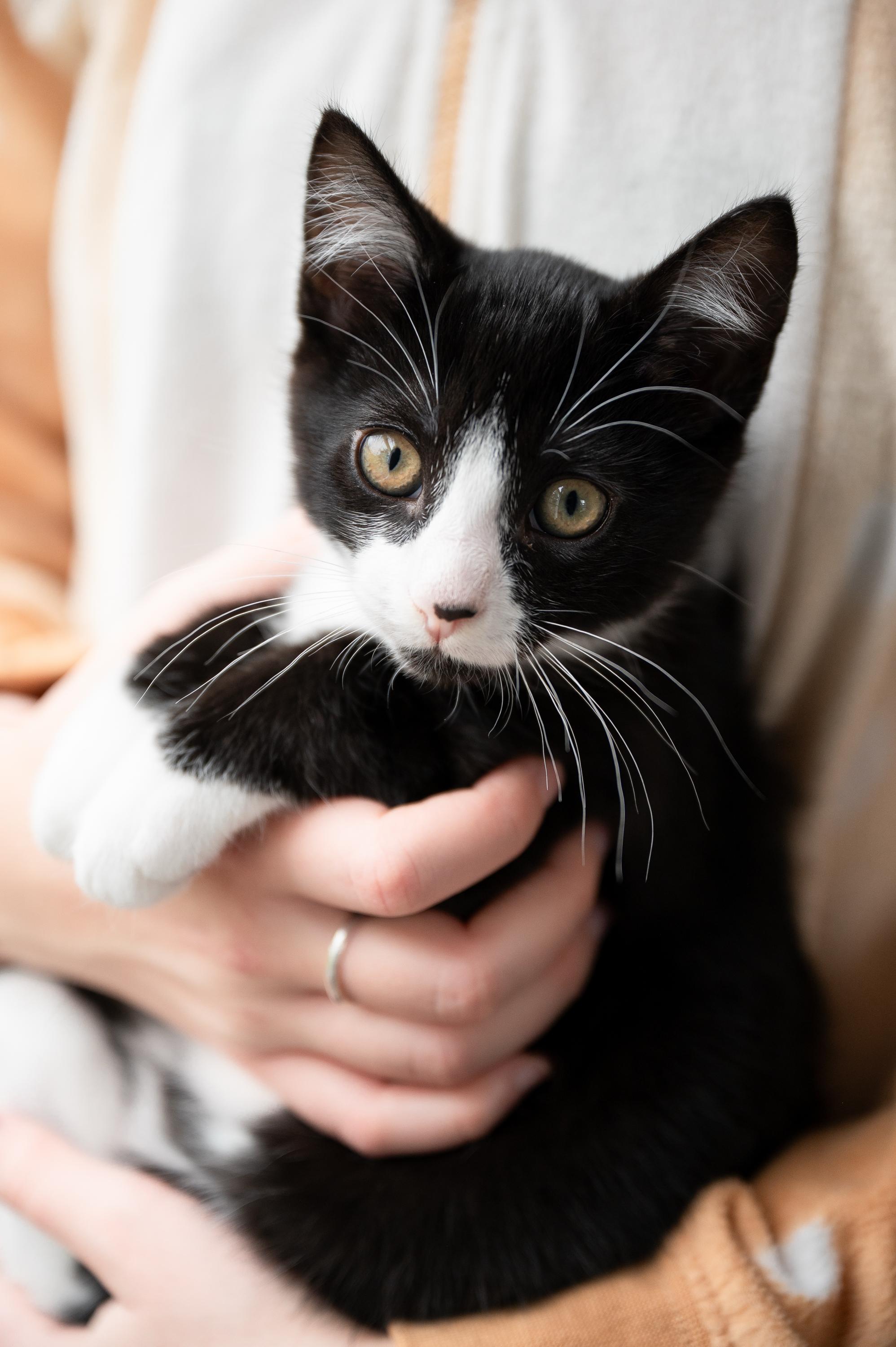 Apple Fritter And Johnny thumbnail 5