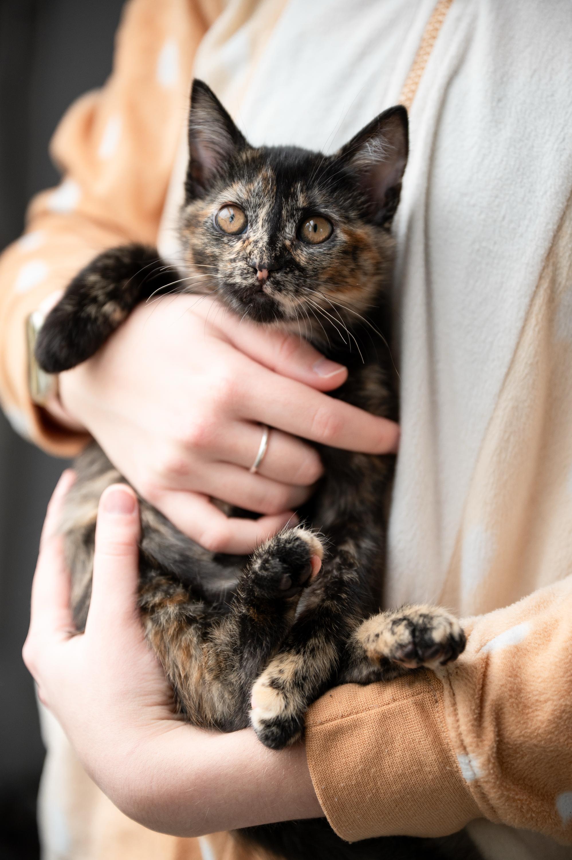 Apple Fritter And Johnny thumbnail 4