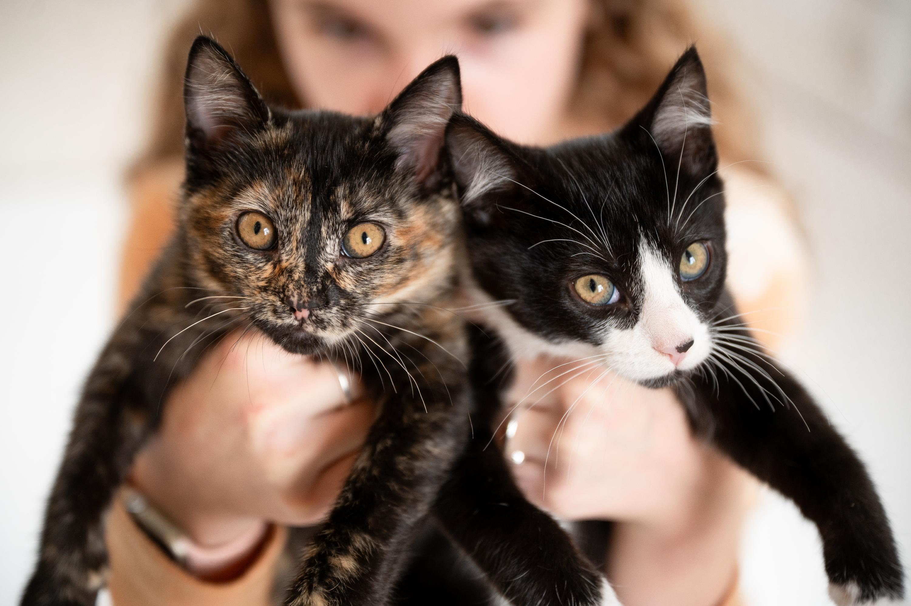 Apple Fritter And Johnny thumbnail 2